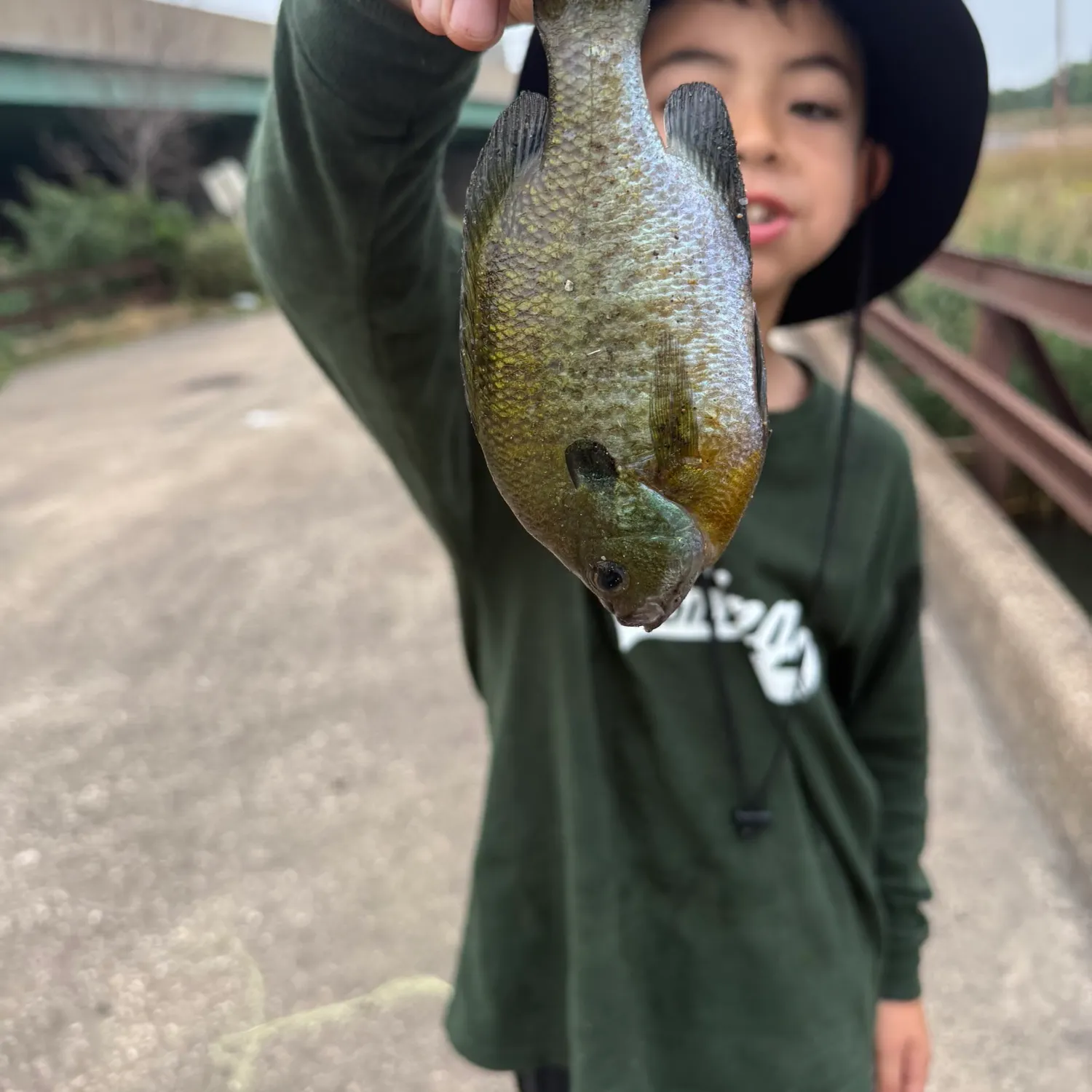 Bluegill caught on Fishbrain