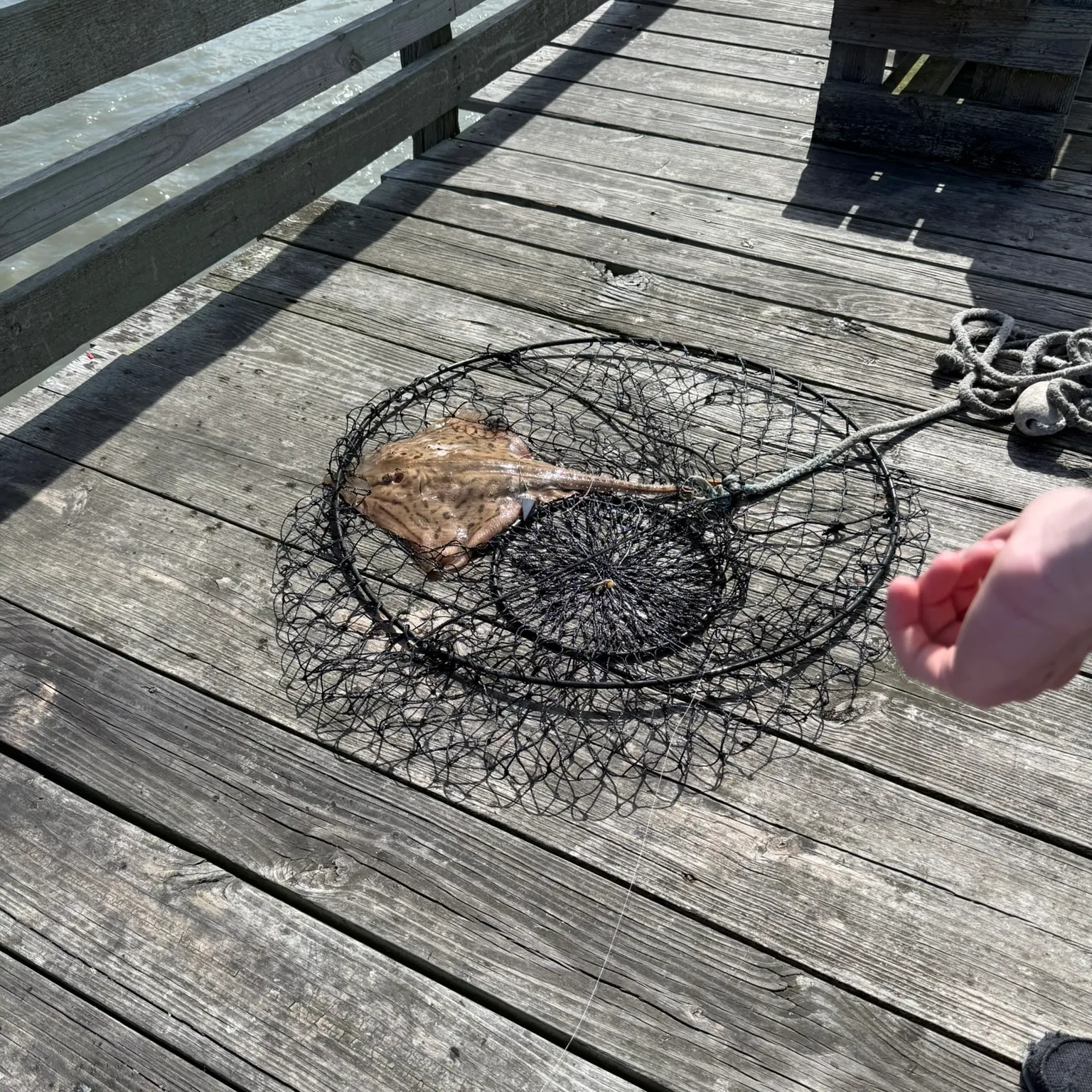 The most recent Southern stingray catches on Fishbrain