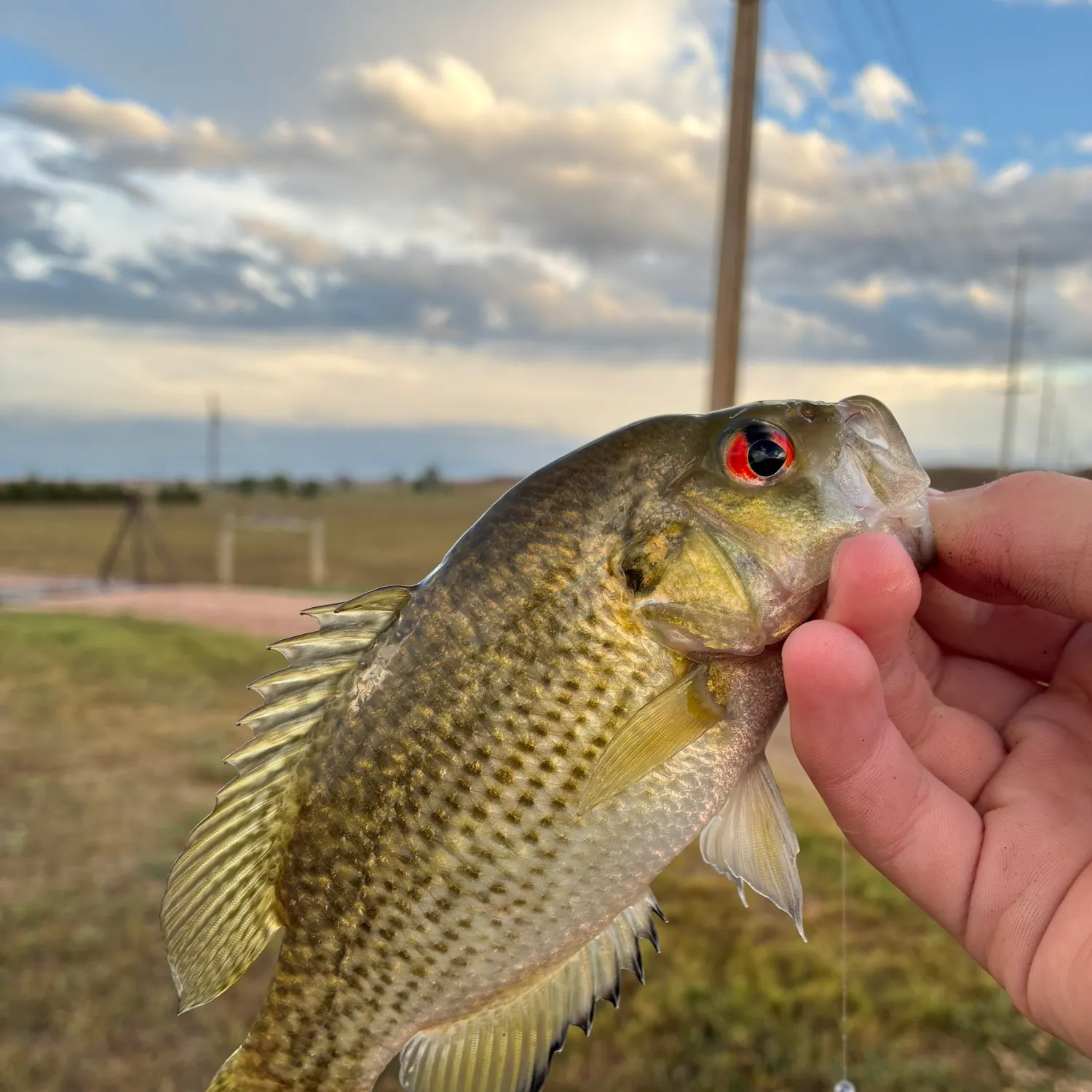 Rock bass caught on Fishbrain