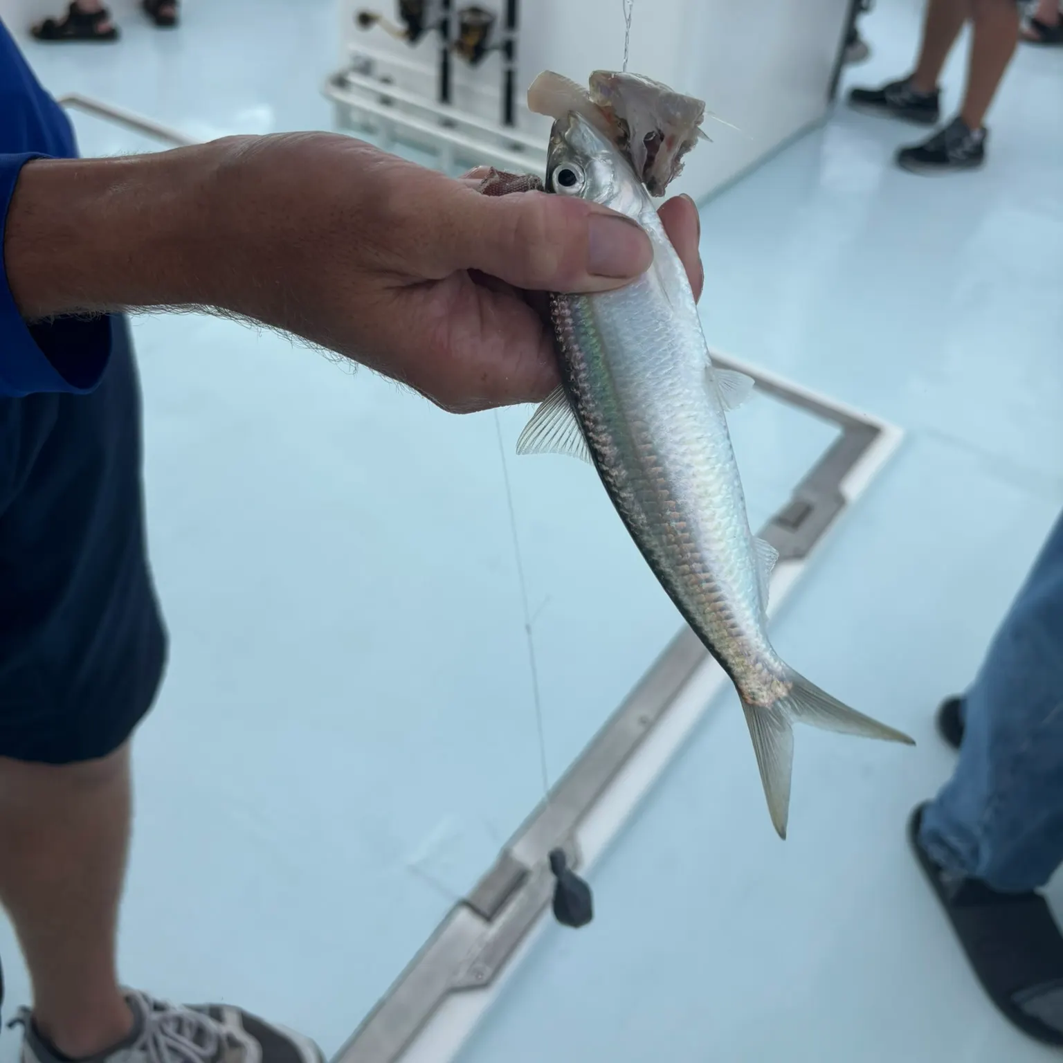 The most recent Atlantic herring catches on Fishbrain