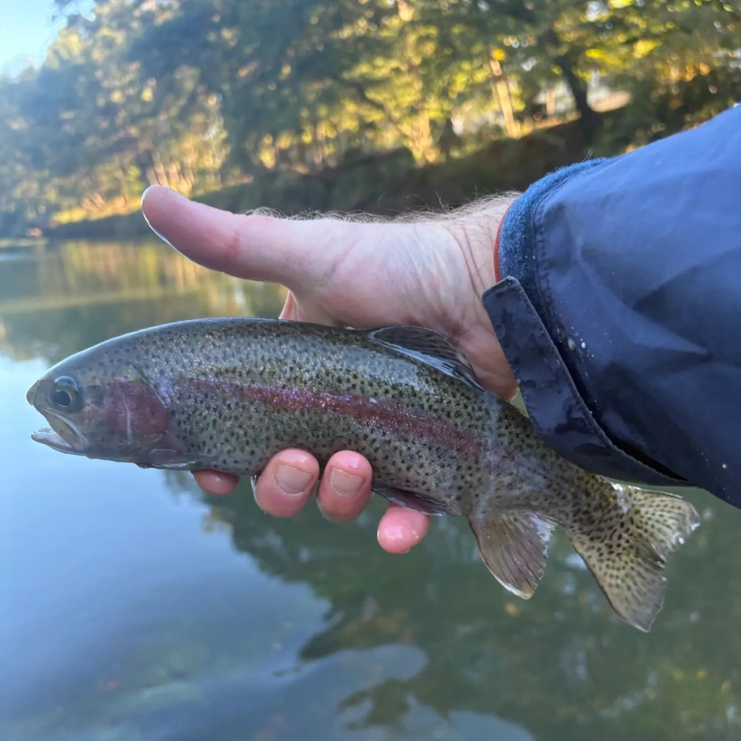 Rainbow trout caught on Fishbrain