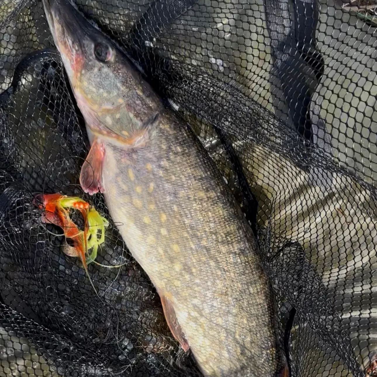 The most recent Northern pike catches on Fishbrain