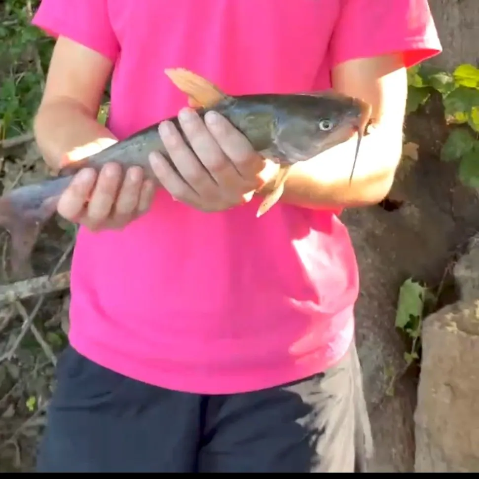 Channel catfish caught on Fishbrain