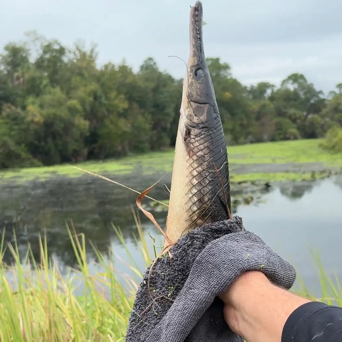 Florida gar caught on Fishbrain