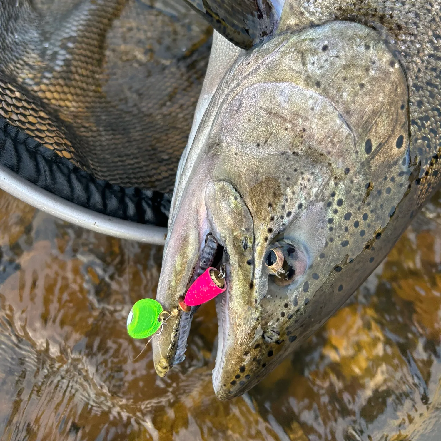 Chinook salmon caught on Fishbrain