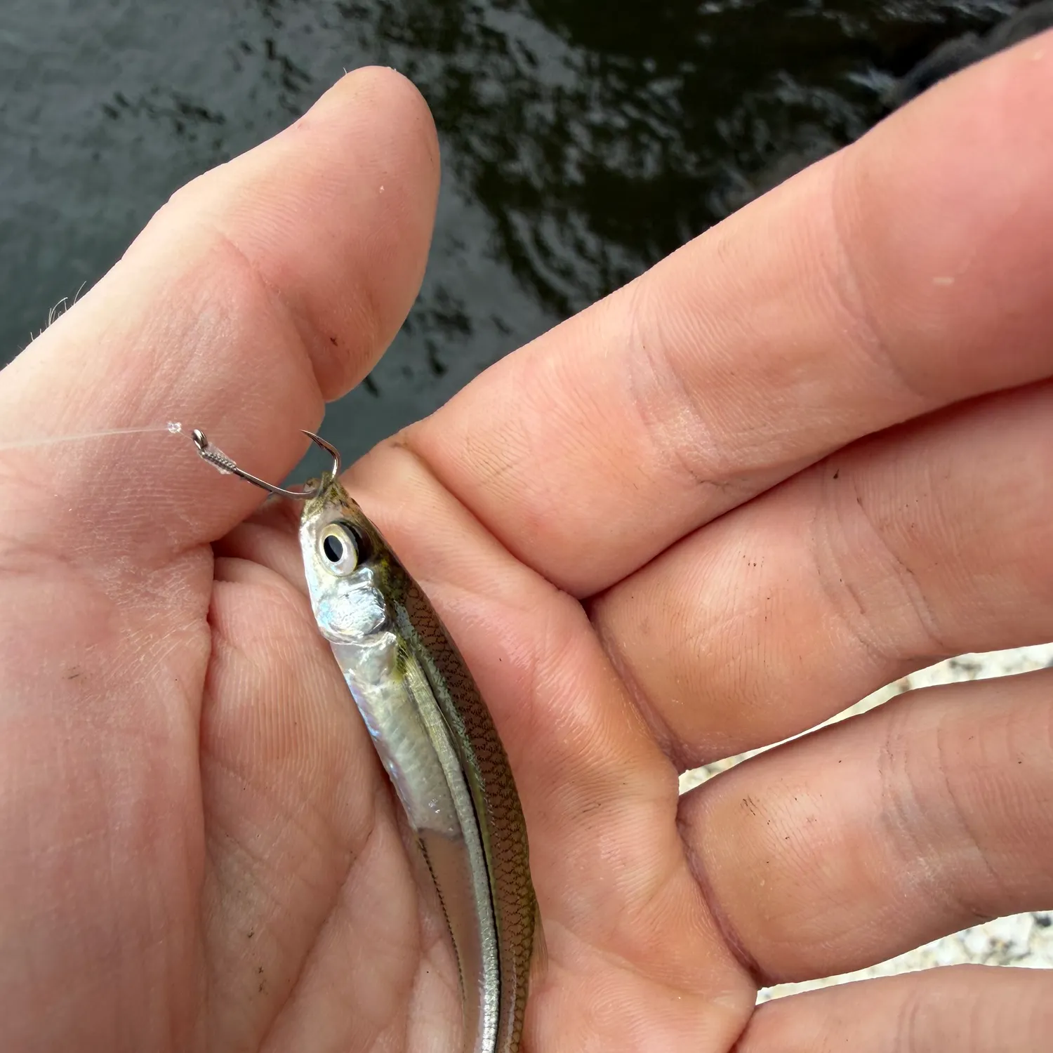 The most recent Atlantic silverside catches on Fishbrain