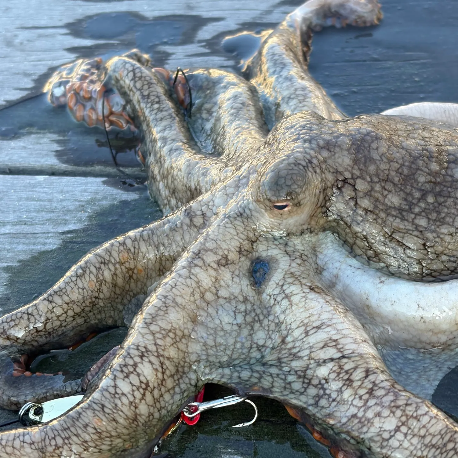The most recent California two-spot octopus catches on Fishbrain