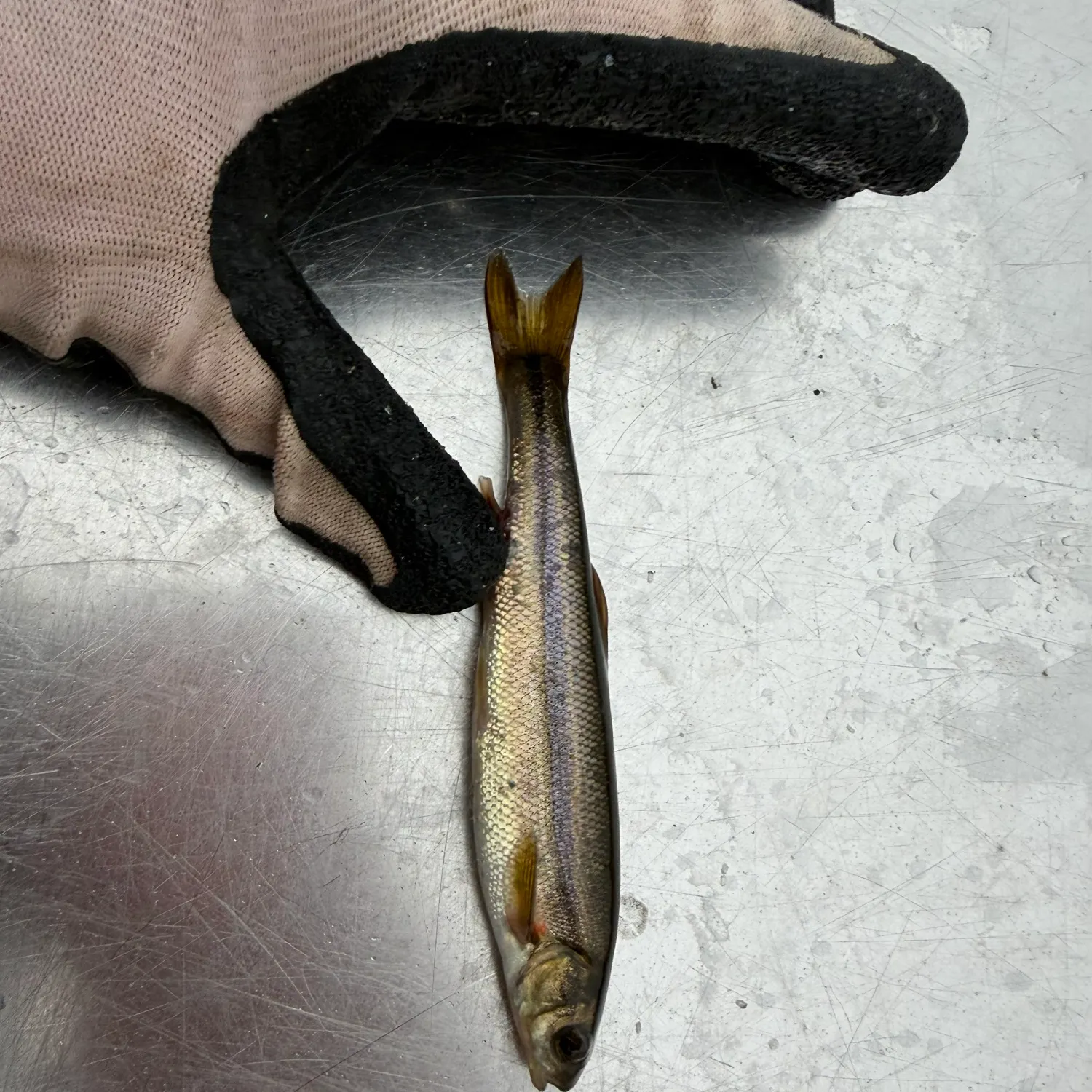 Creek chub caught on Fishbrain
