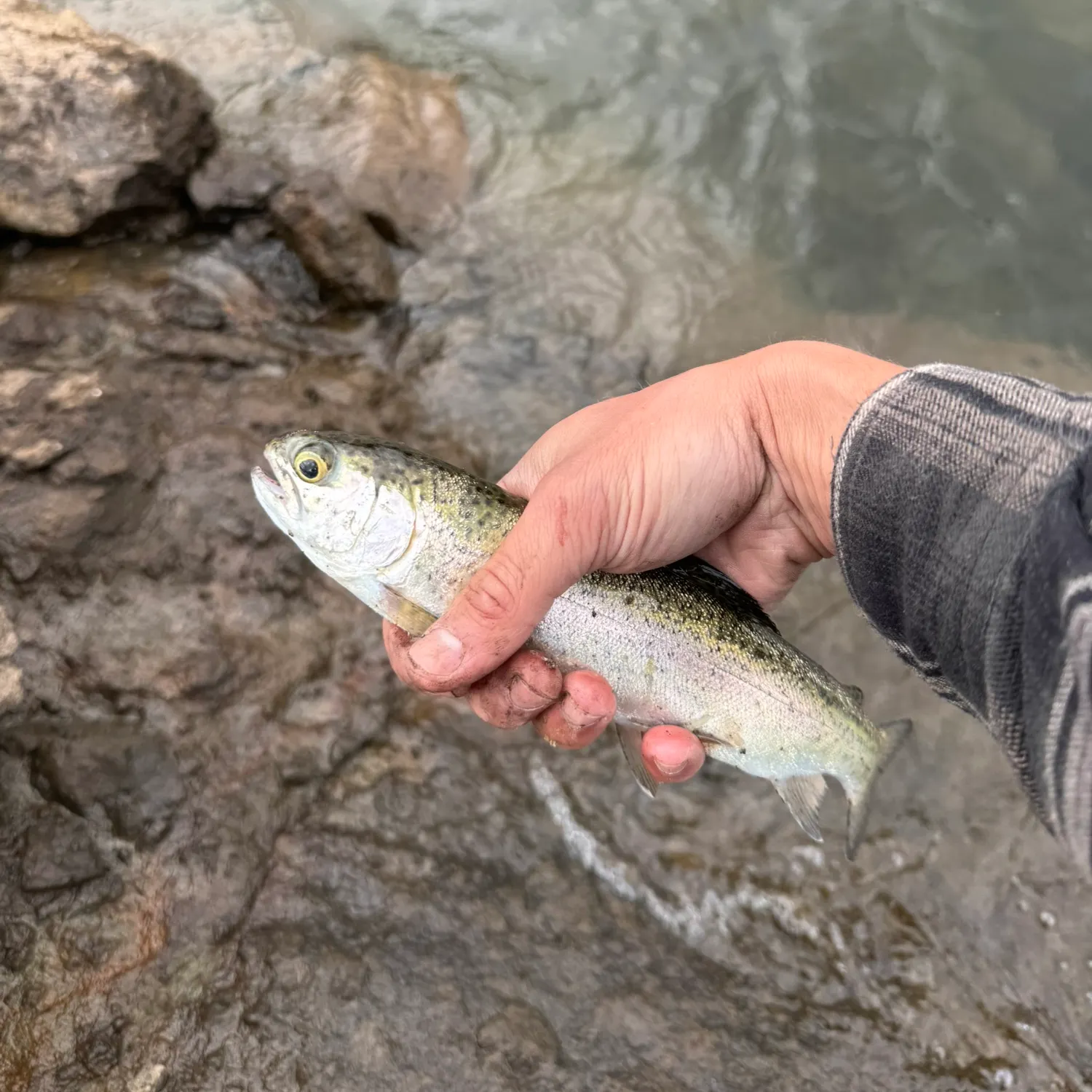 Cutbow caught on Fishbrain