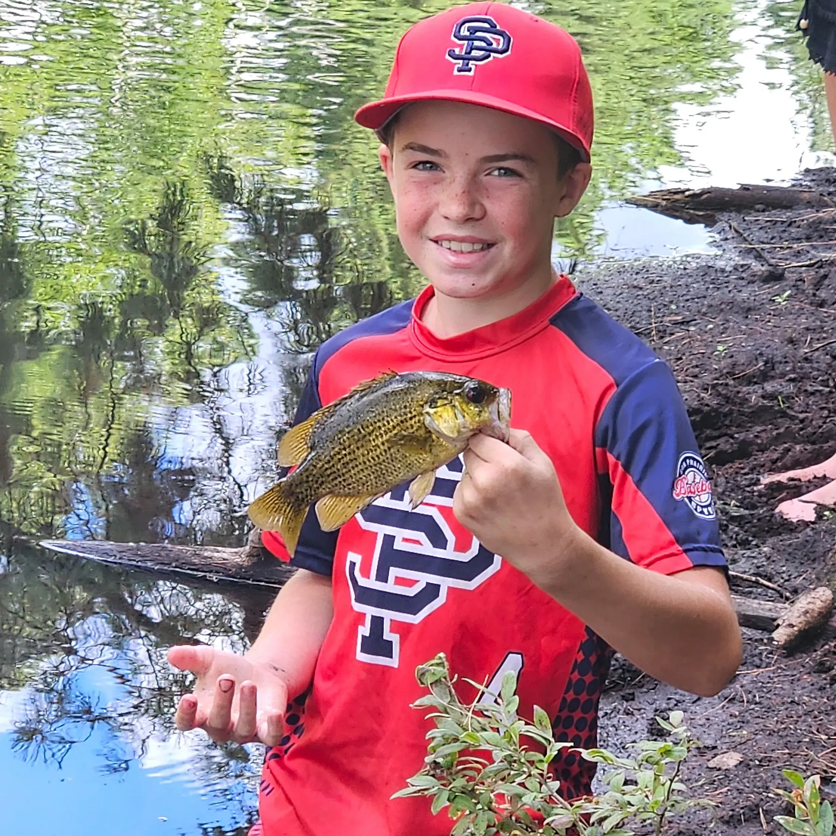 Rock bass caught on Fishbrain