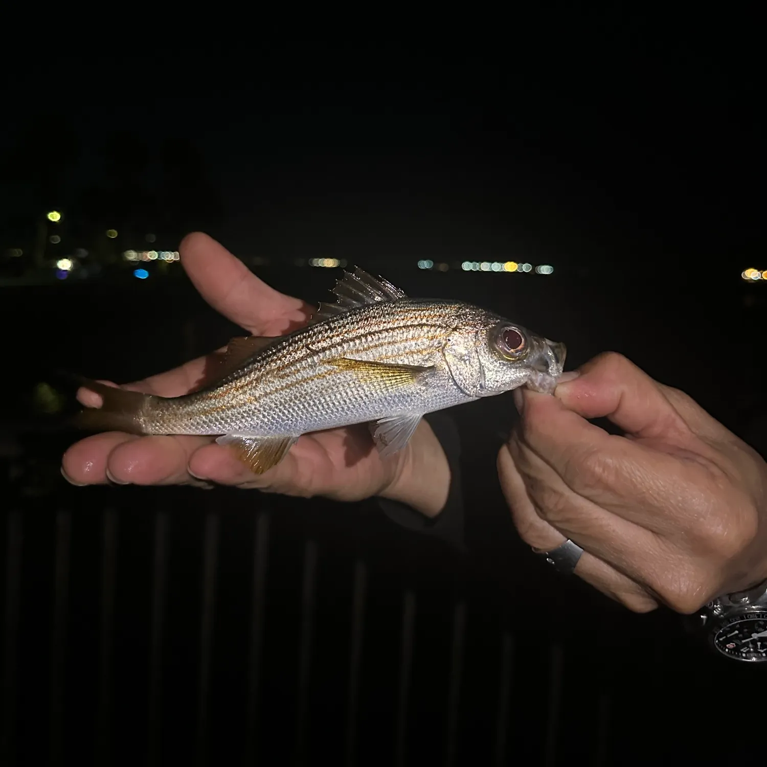 The most recent Californian salema catches on Fishbrain