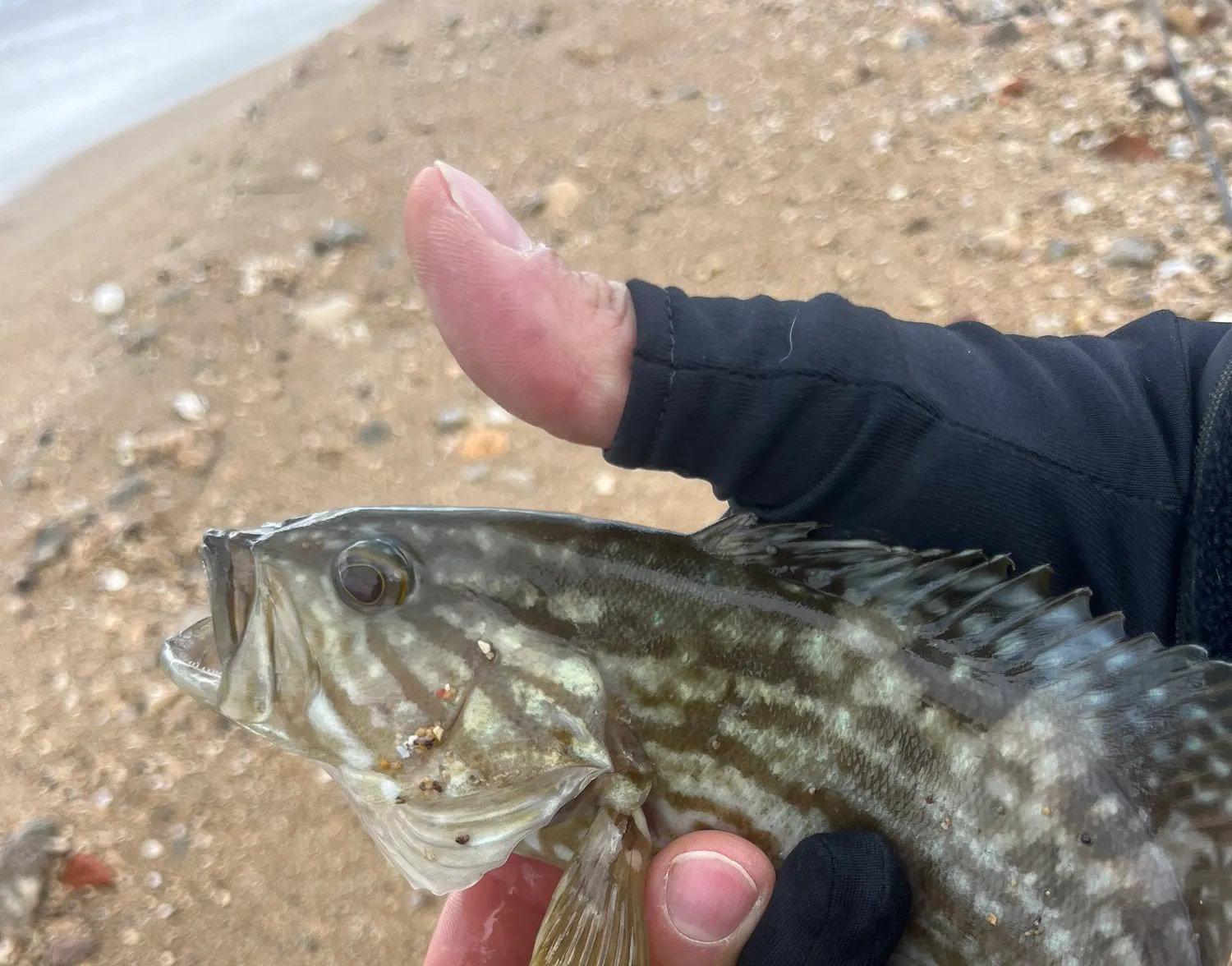 Broomtail grouper