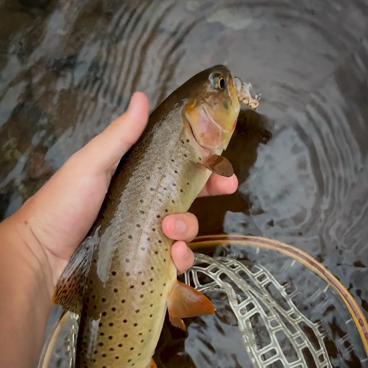 Yellowstone cutthroat trout caught on Fishbrain