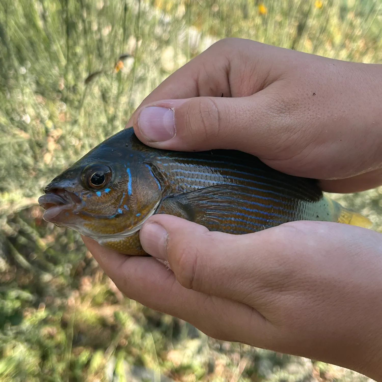 The most recent Striped seaperch catches on Fishbrain