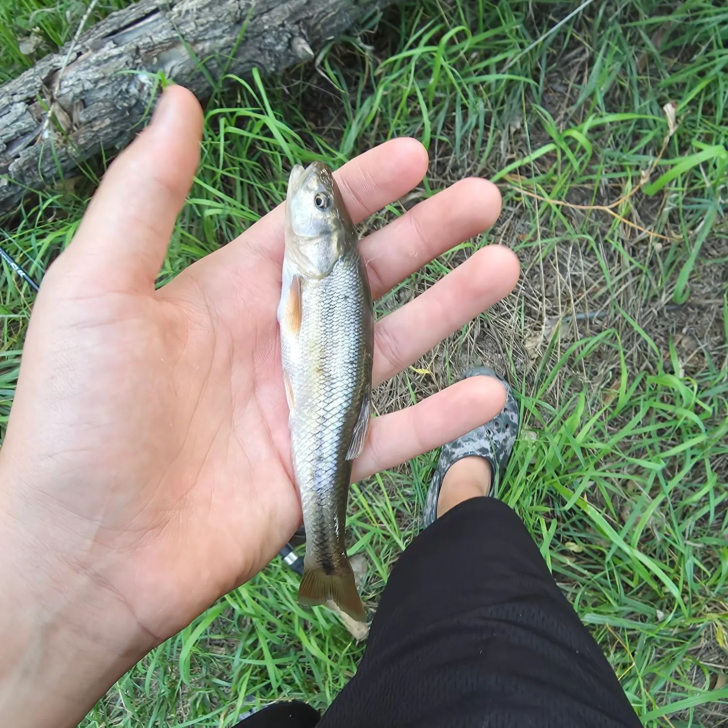 Creek chub caught on Fishbrain