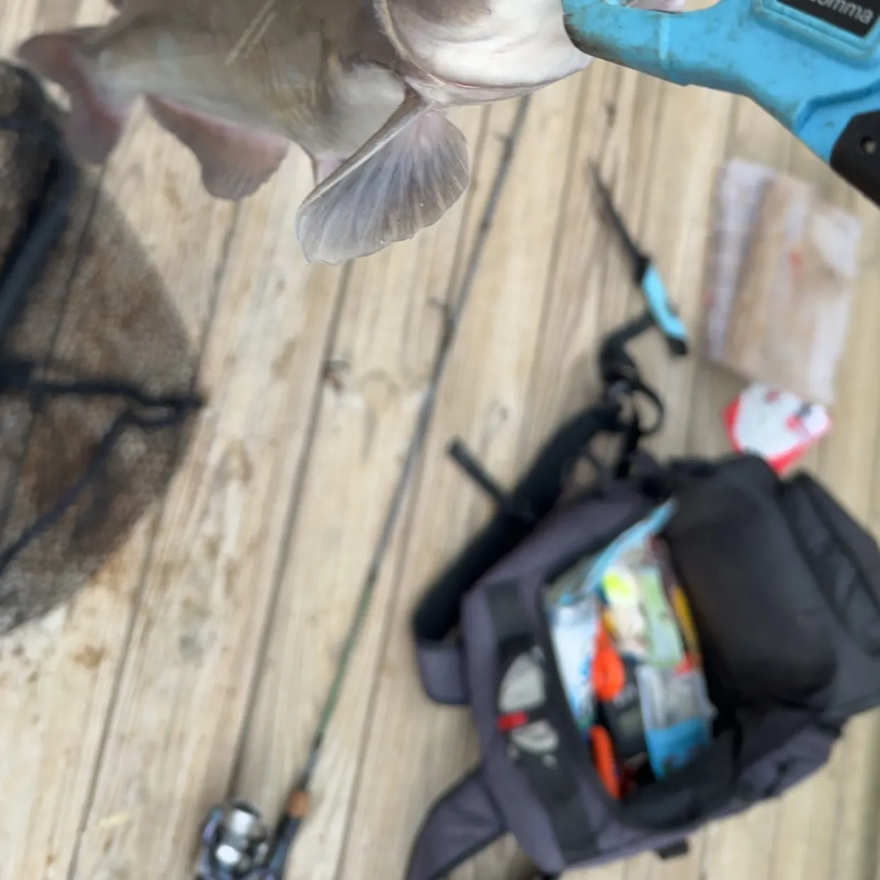 Channel catfish caught on Fishbrain