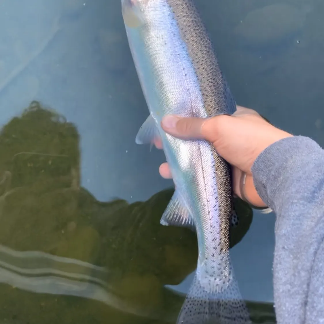 The most recent Kamloops trout catches on Fishbrain