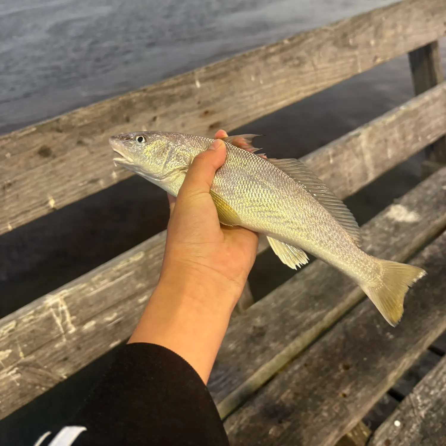 The most recent Southern kingcroaker catches on Fishbrain