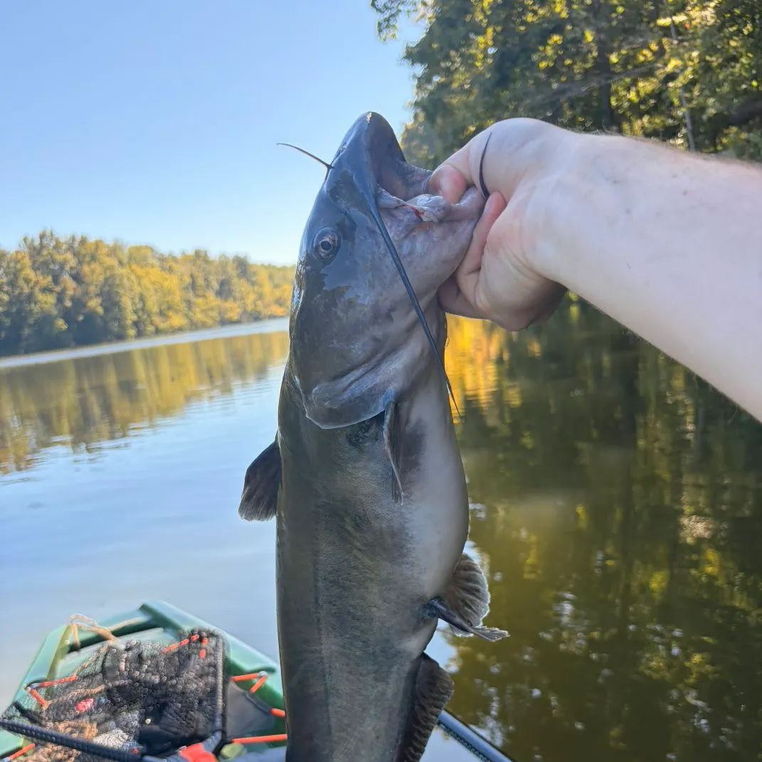 Channel catfish caught on Fishbrain