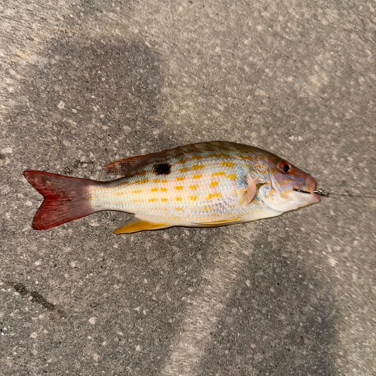 The most recent Lane snapper catches on Fishbrain