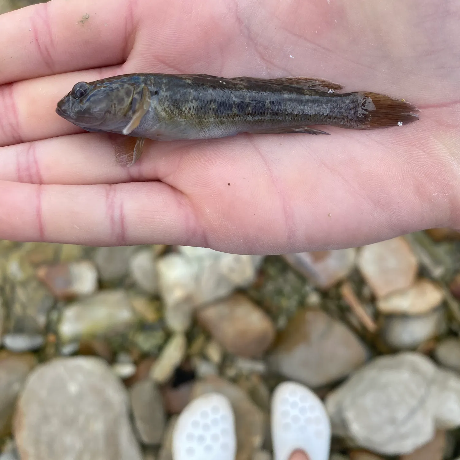 The most recent Rock goby catches on Fishbrain
