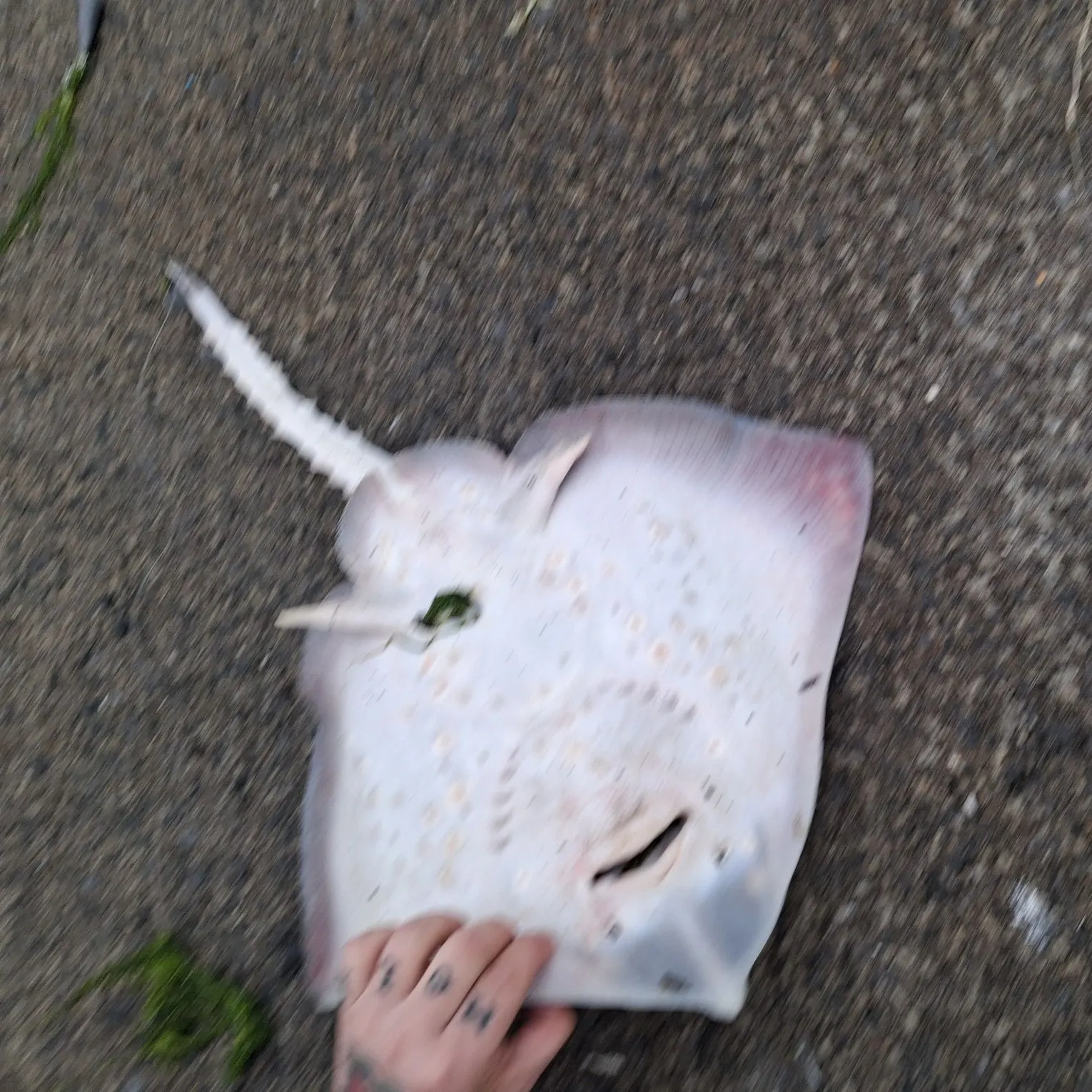 The most recent Thornback ray catches on Fishbrain