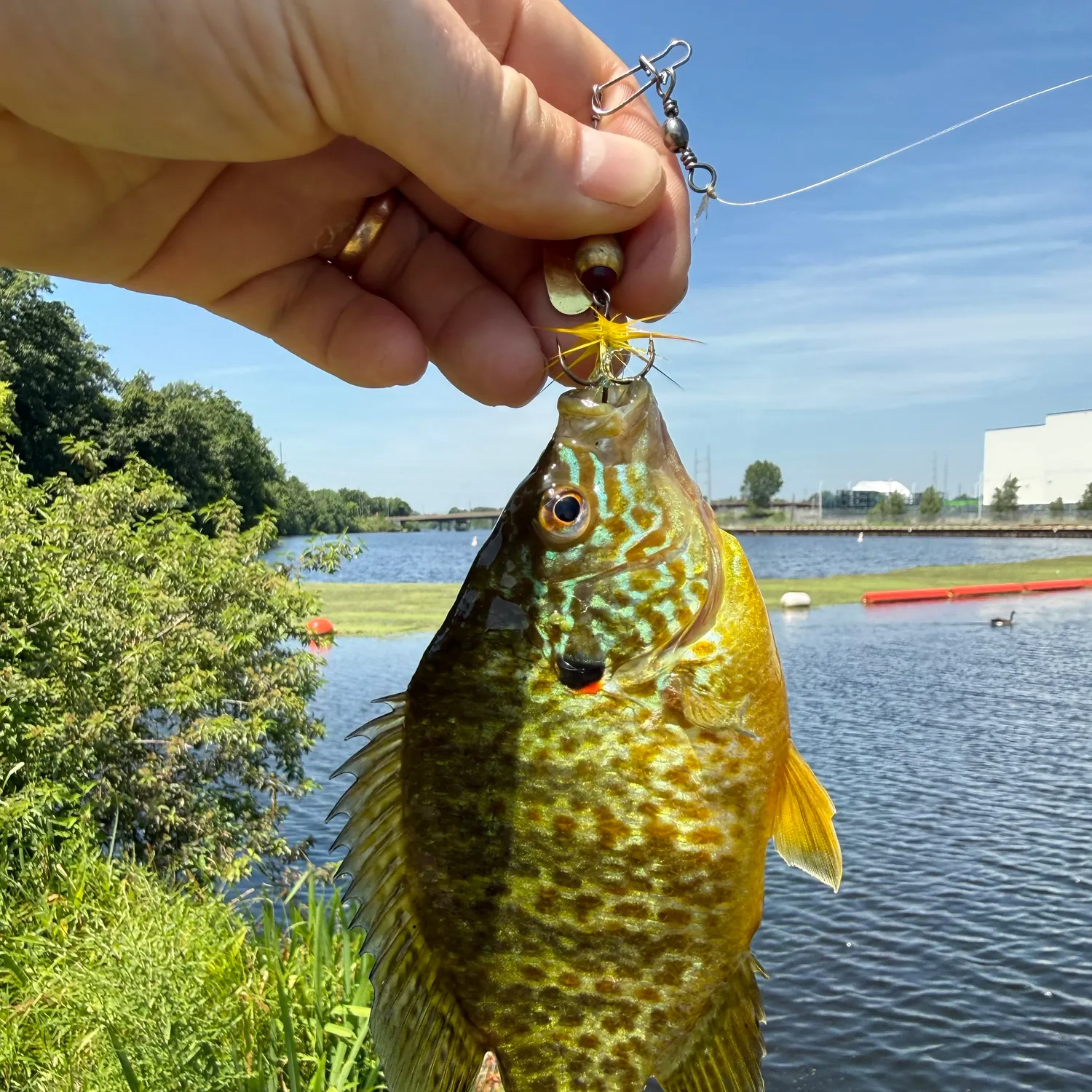 catch