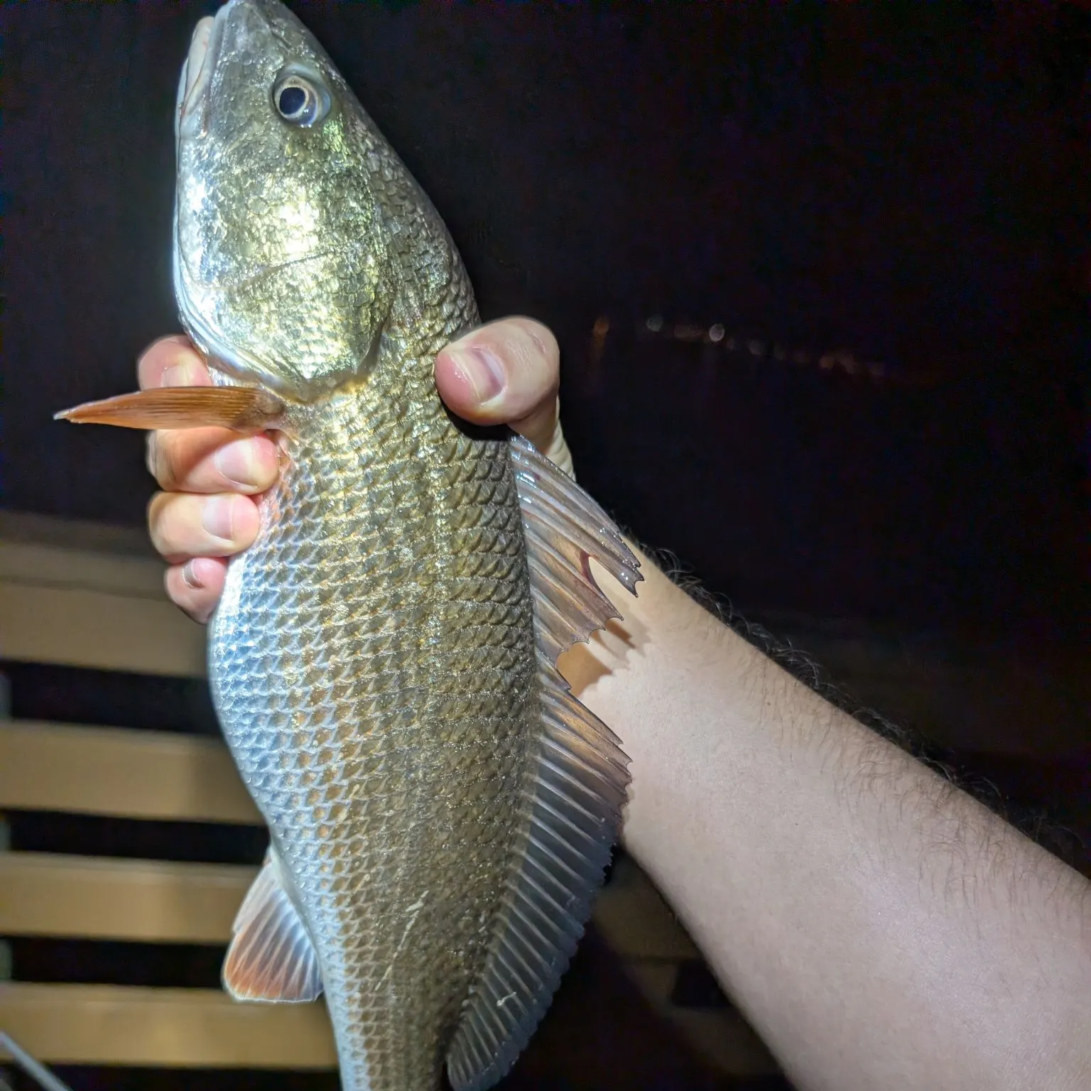 Red drum caught on Fishbrain