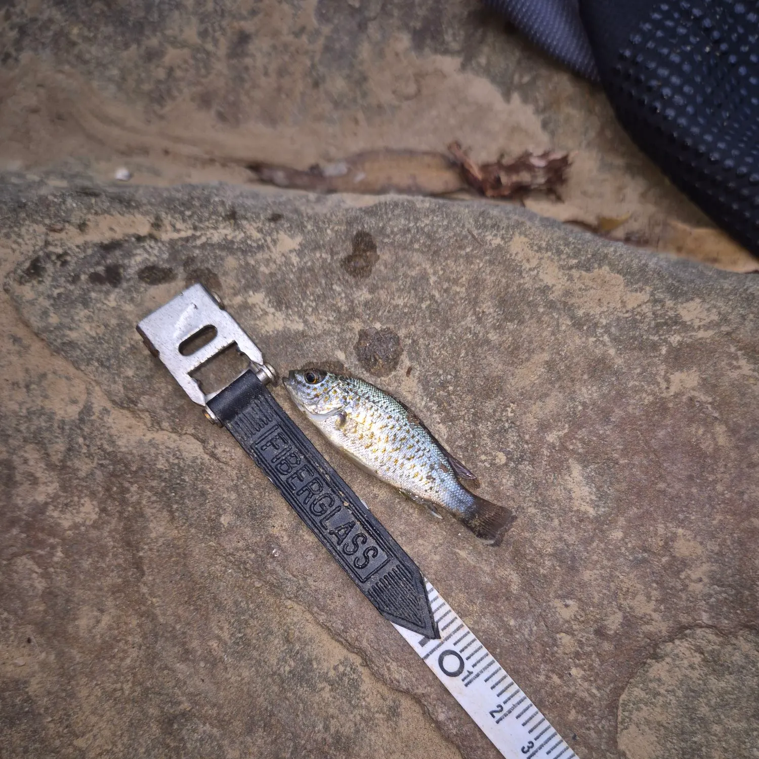 The most recent Spangled perch catches on Fishbrain