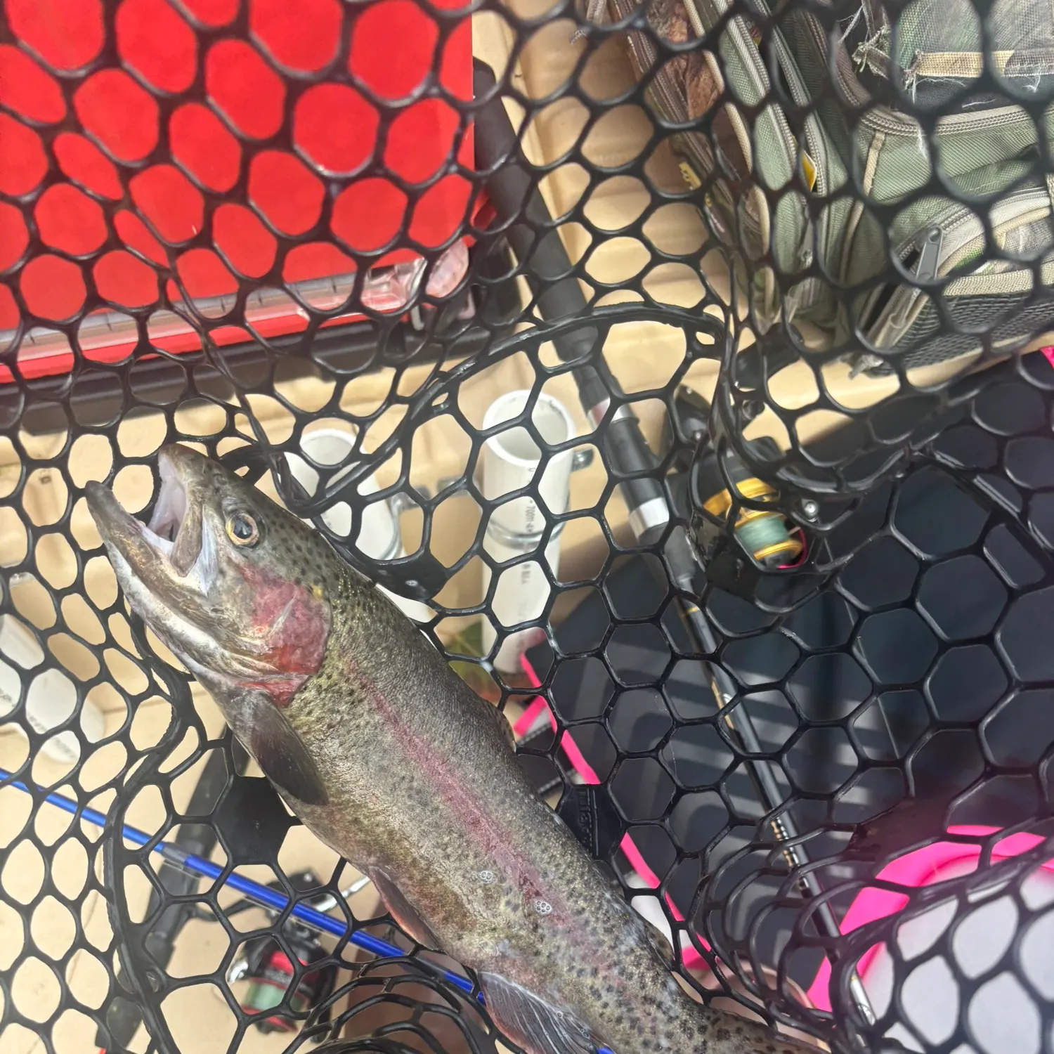 Rainbow trout caught on Fishbrain
