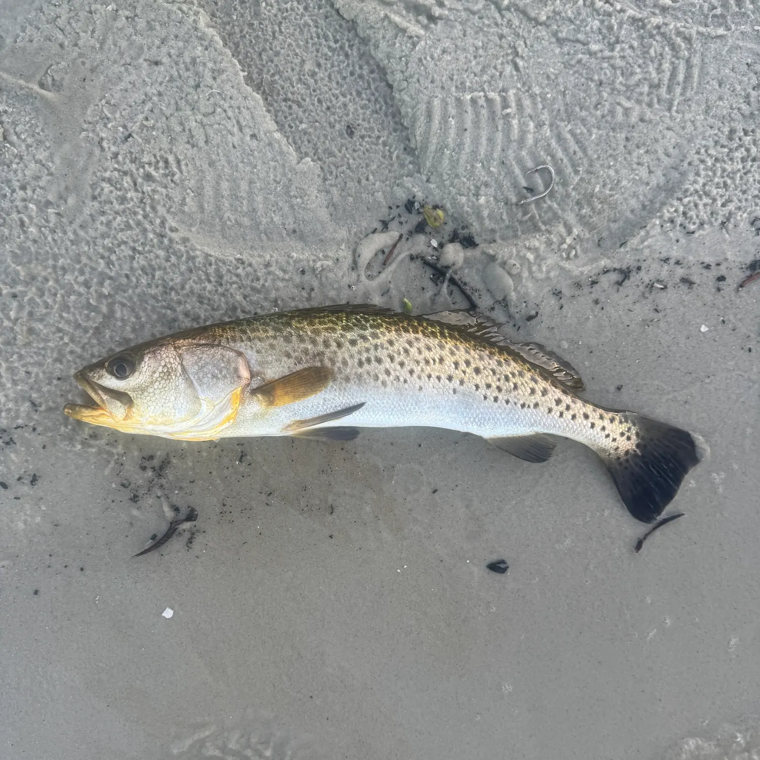 Spotted seatrout caught on Fishbrain