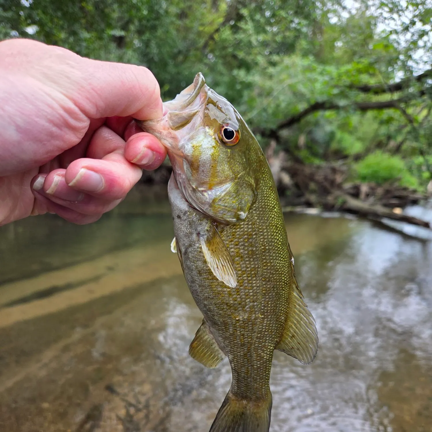 Smallmouth bass caught on Fishbrain