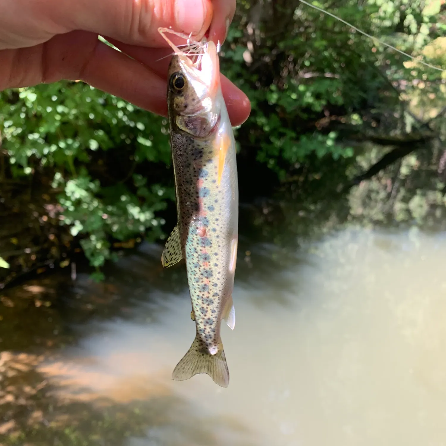 The most recent Coastal cutthroat trout catches on Fishbrain