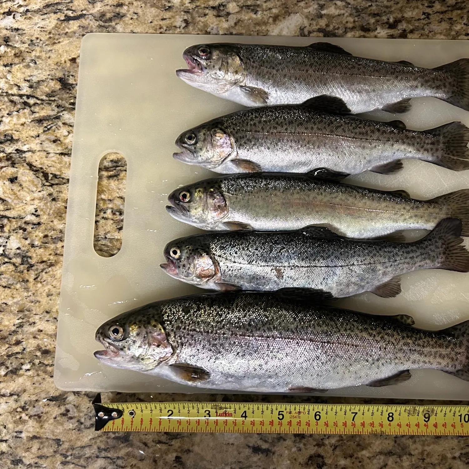 recently logged catches