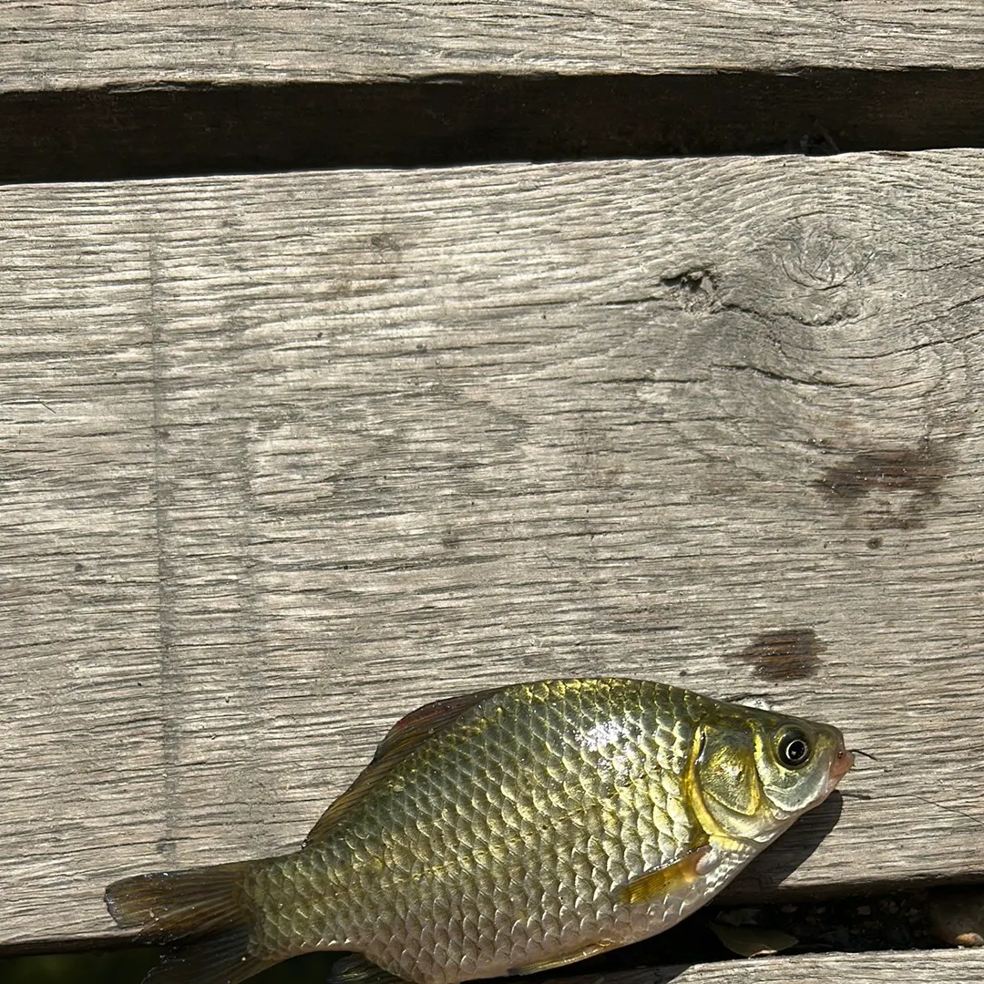 Goldfish caught on Fishbrain