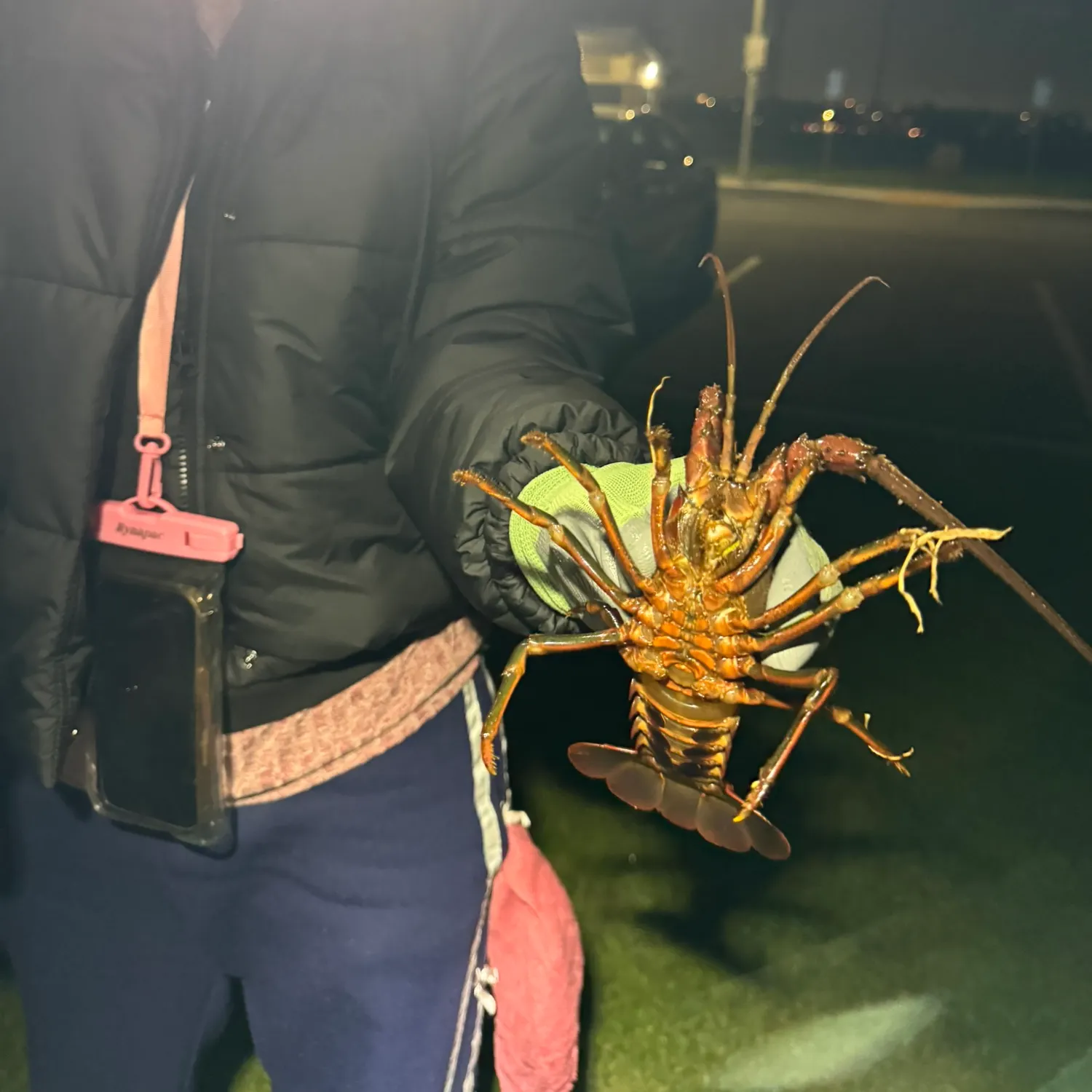 The most recent California spiny lobster catches on Fishbrain