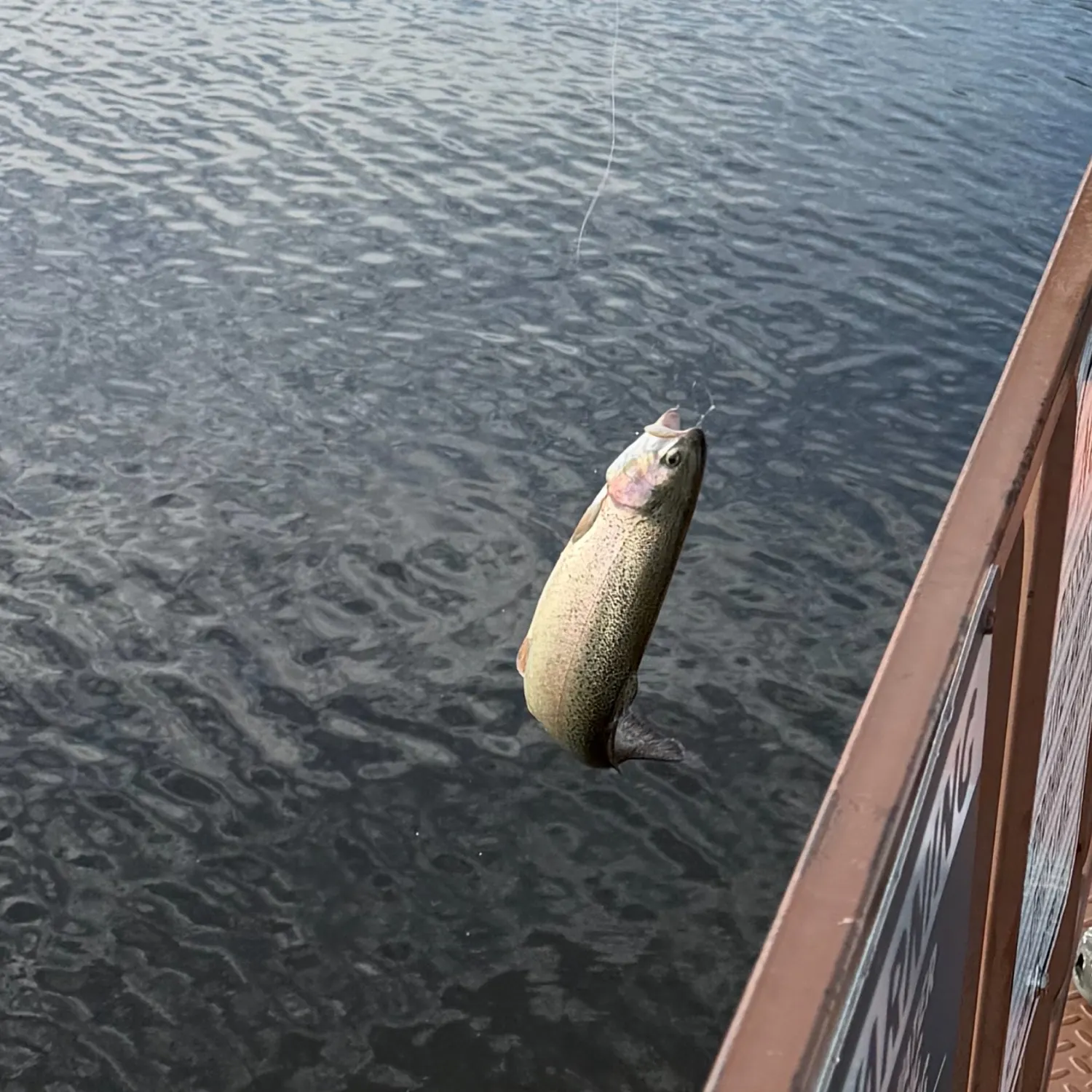 Rainbow trout caught on Fishbrain