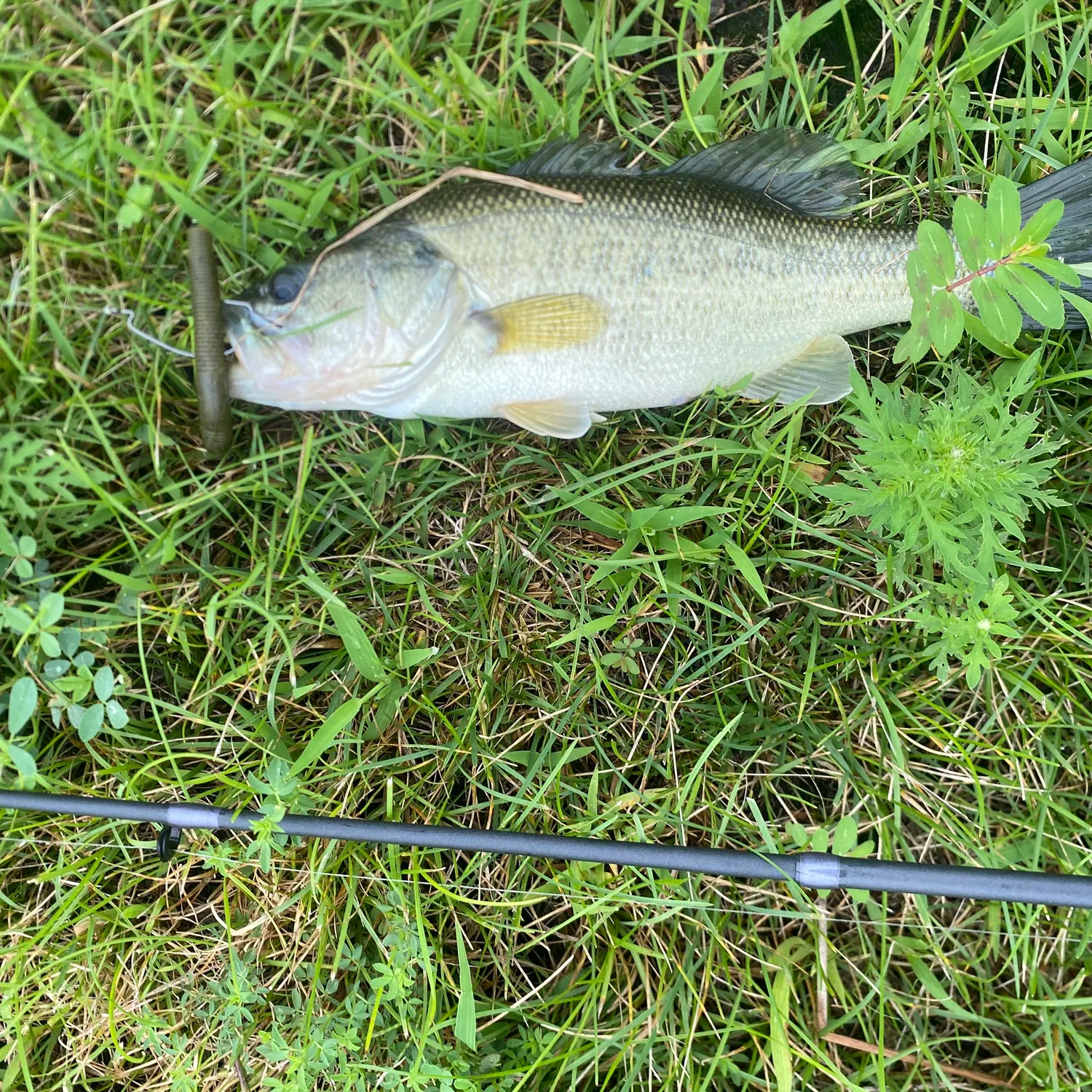 Largemouth bass caught on Fishbrain