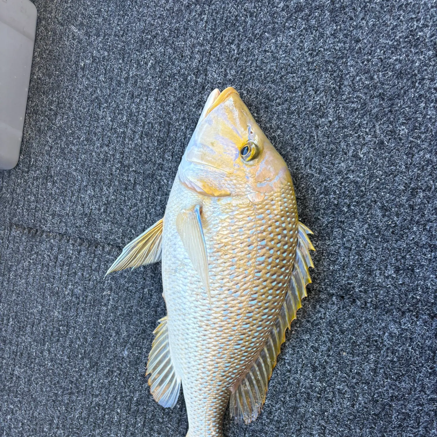 Spangled emperor caught on Fishbrain