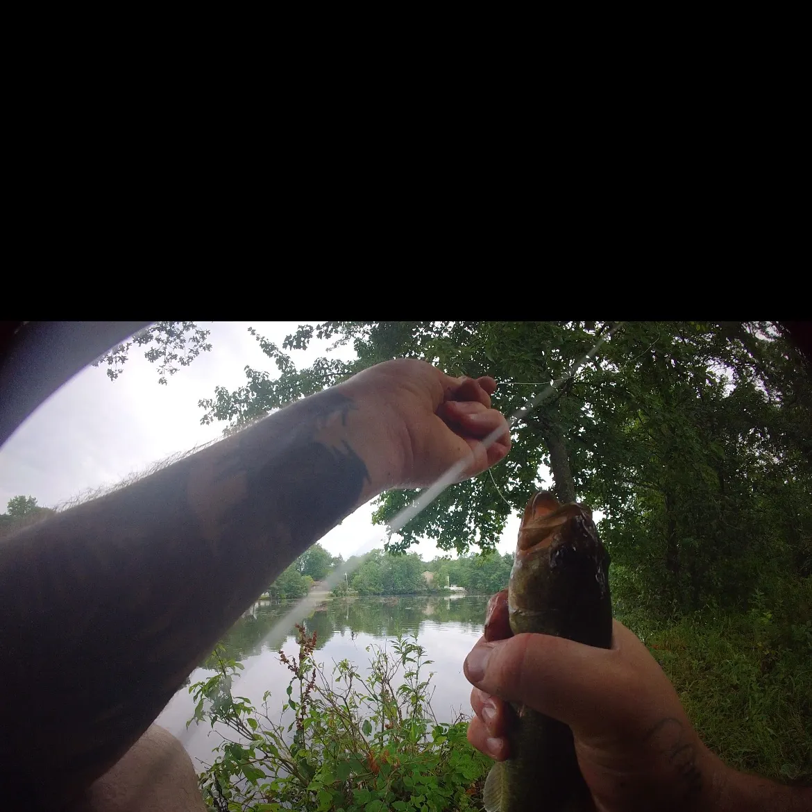 Largemouth bass caught on Fishbrain