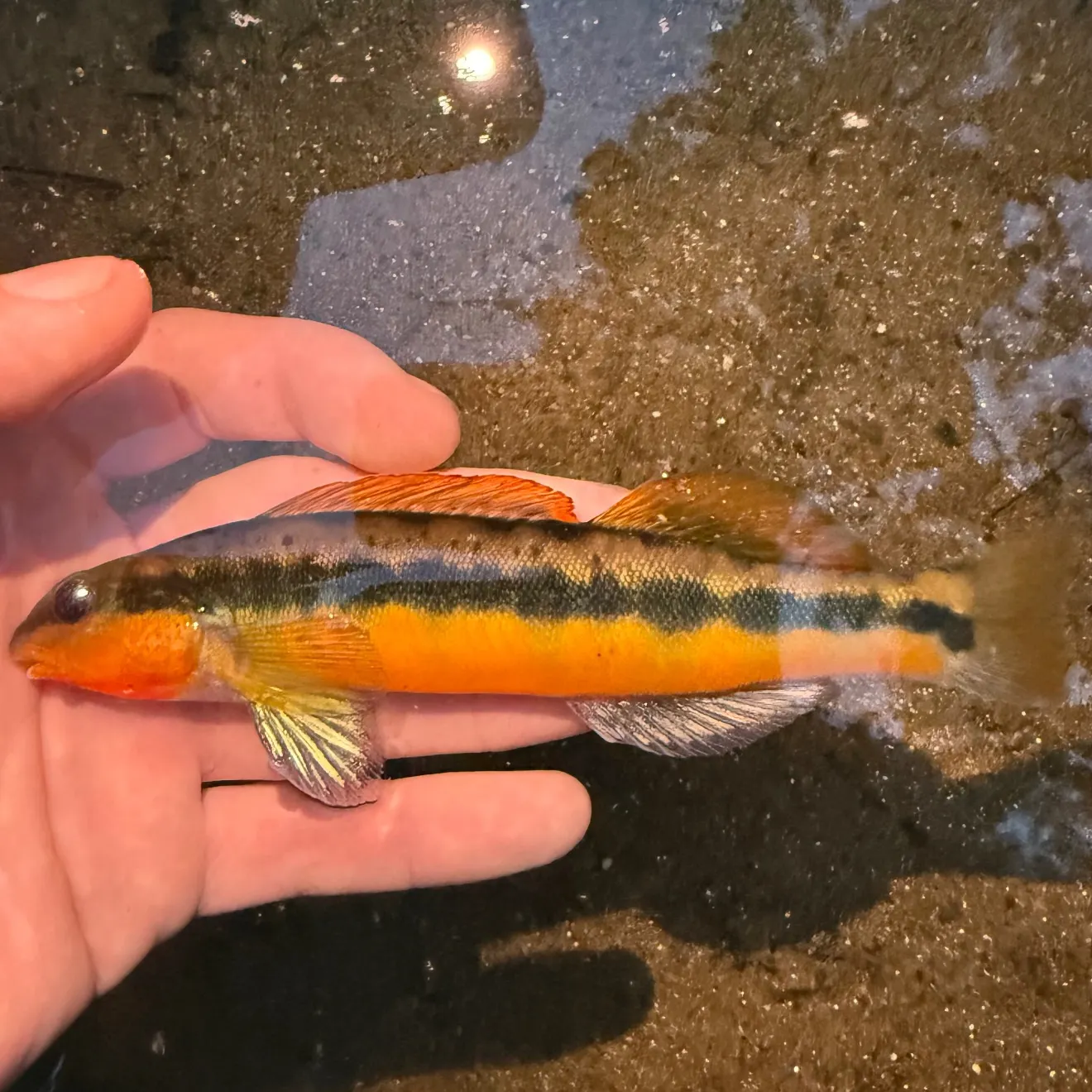 The most recent Tangerine darter catches on Fishbrain
