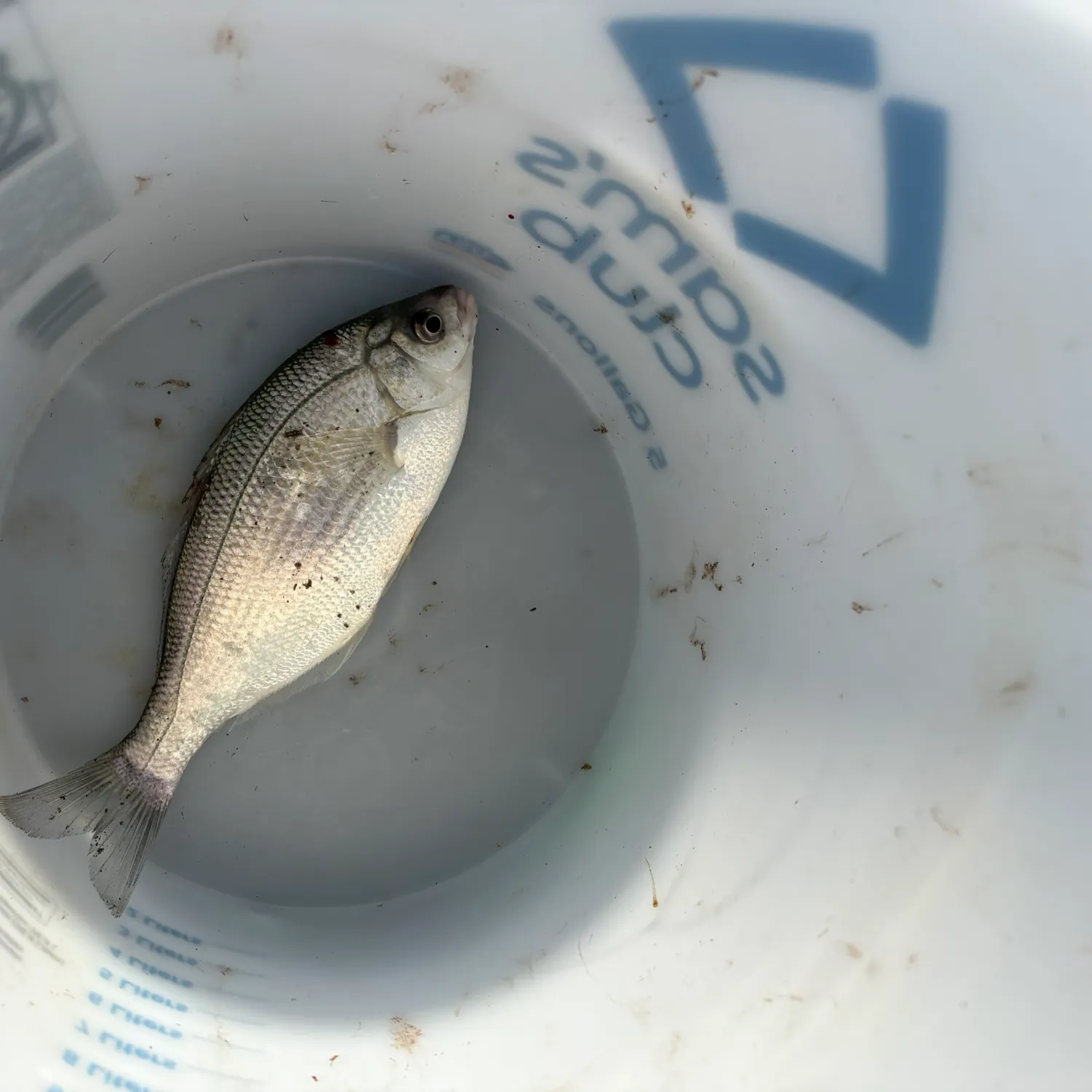 The most recent Pile perch catches on Fishbrain