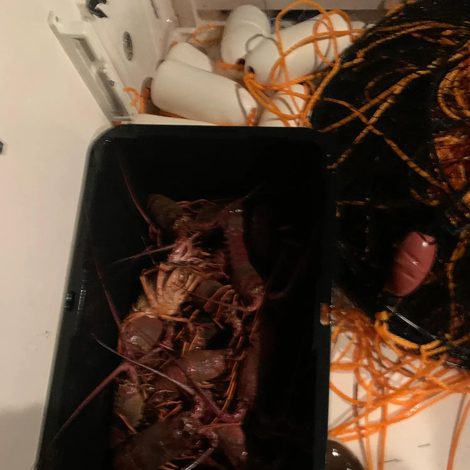 The most recent California spiny lobster catches on Fishbrain