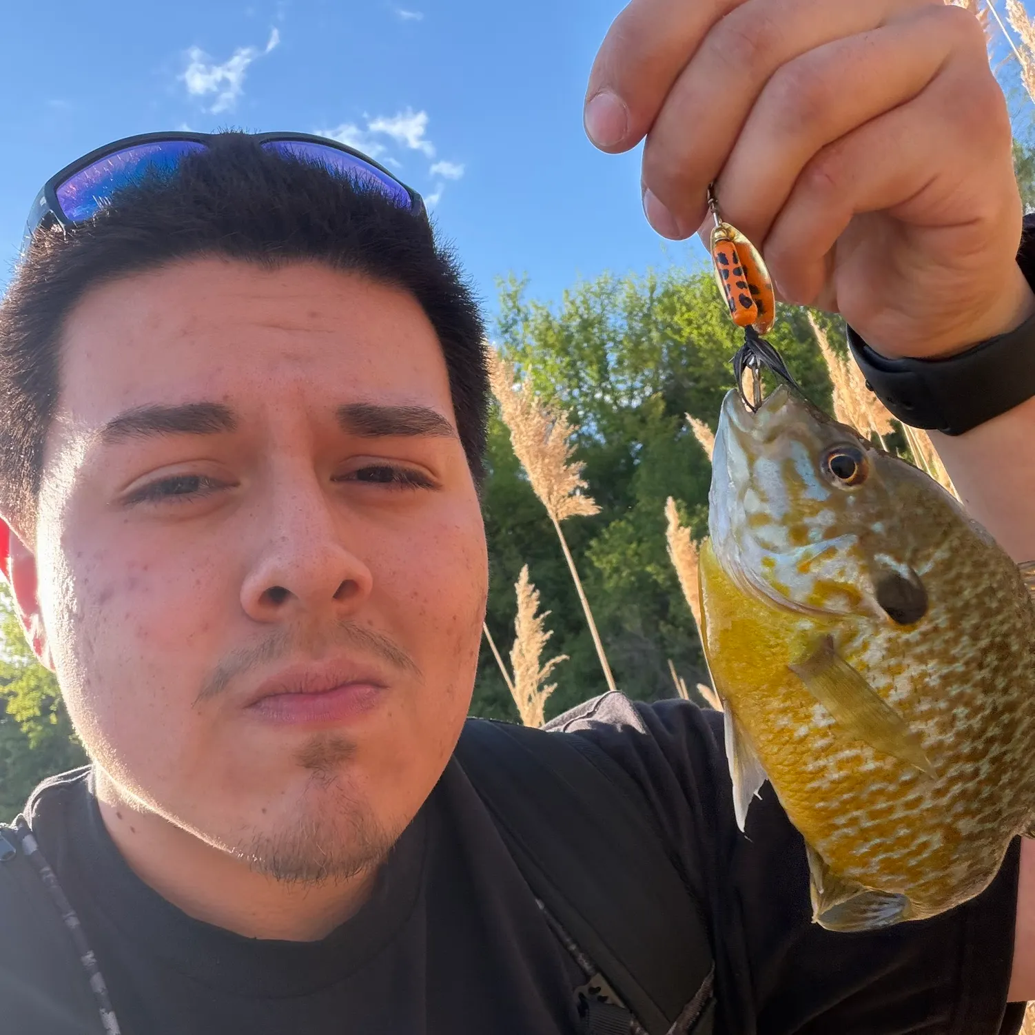 The most recent Longear sunfish catches on Fishbrain