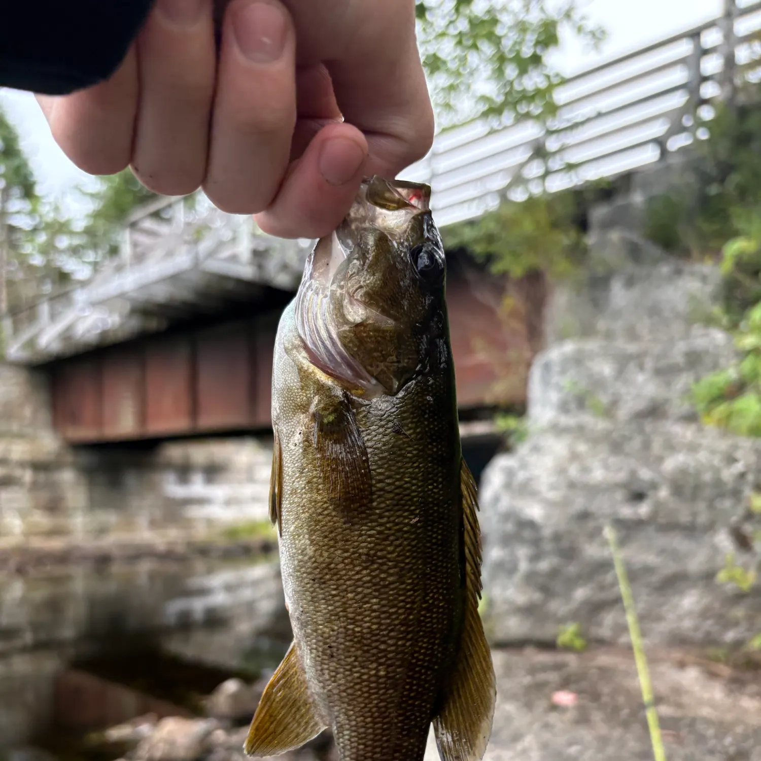 Smallmouth bass caught on Fishbrain