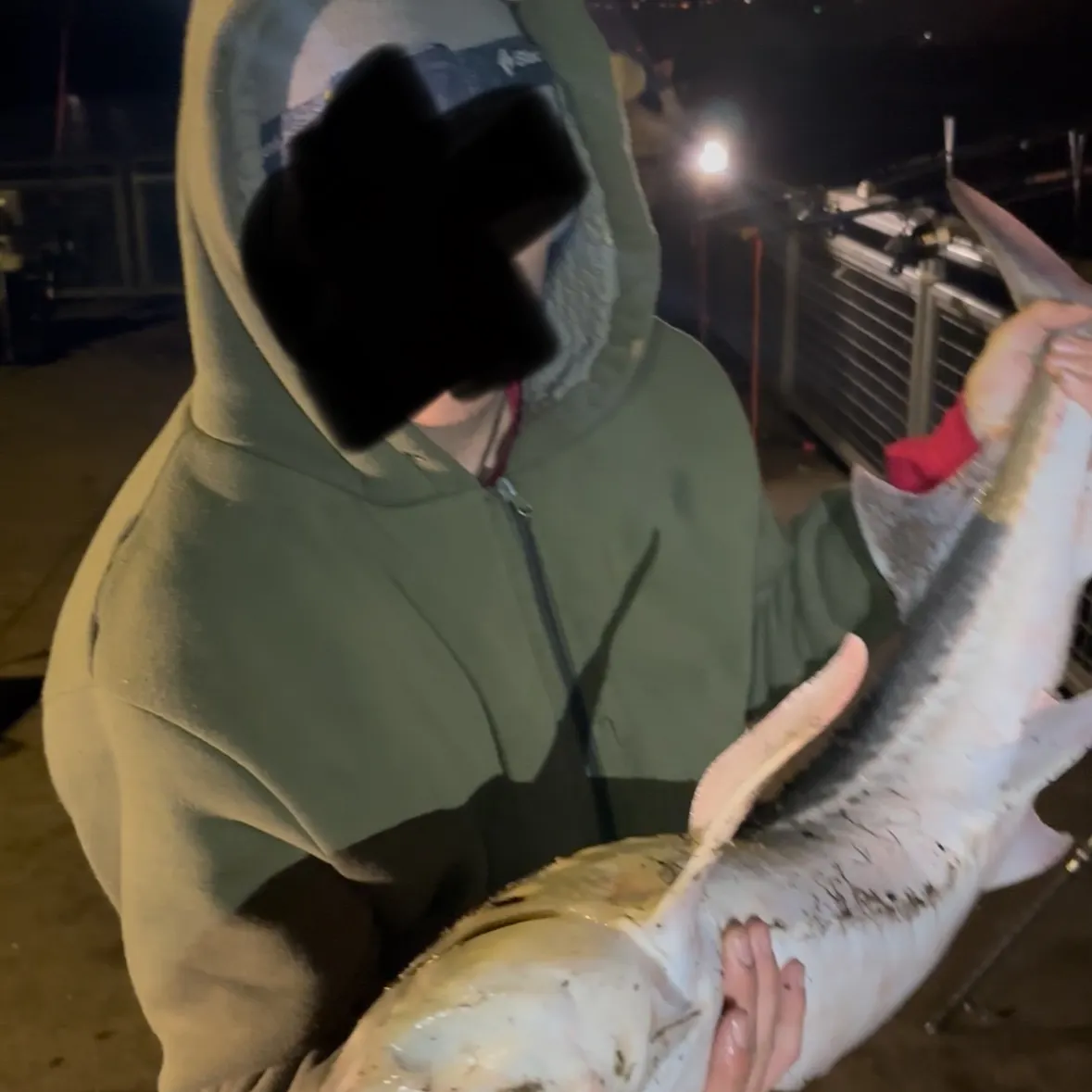 The most recent White sturgeon catches on Fishbrain