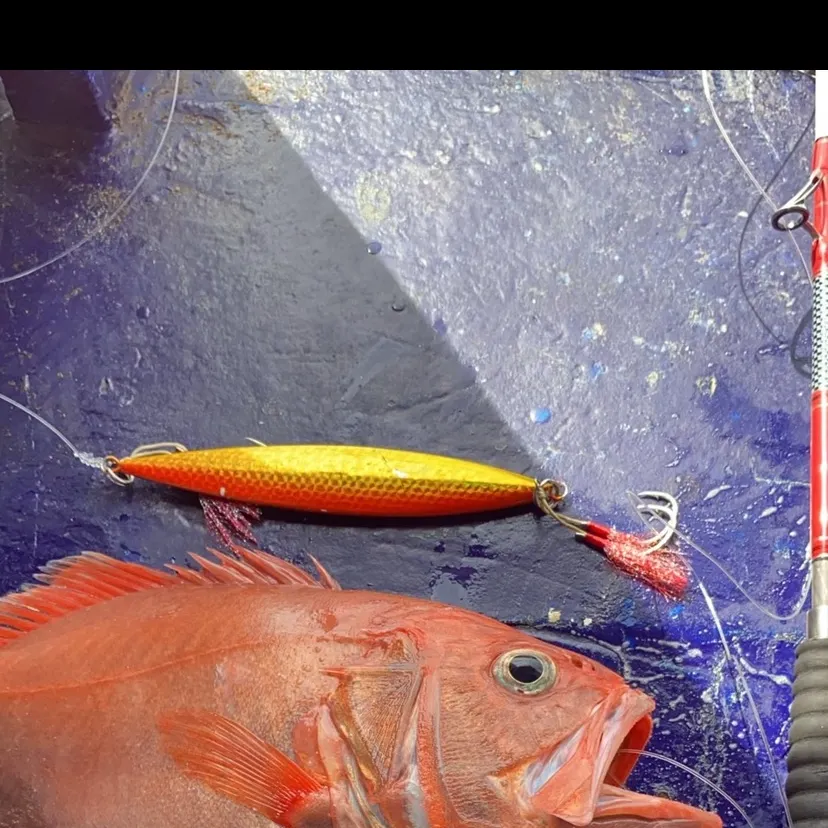 The most recent Acadian Redfish catches on Fishbrain