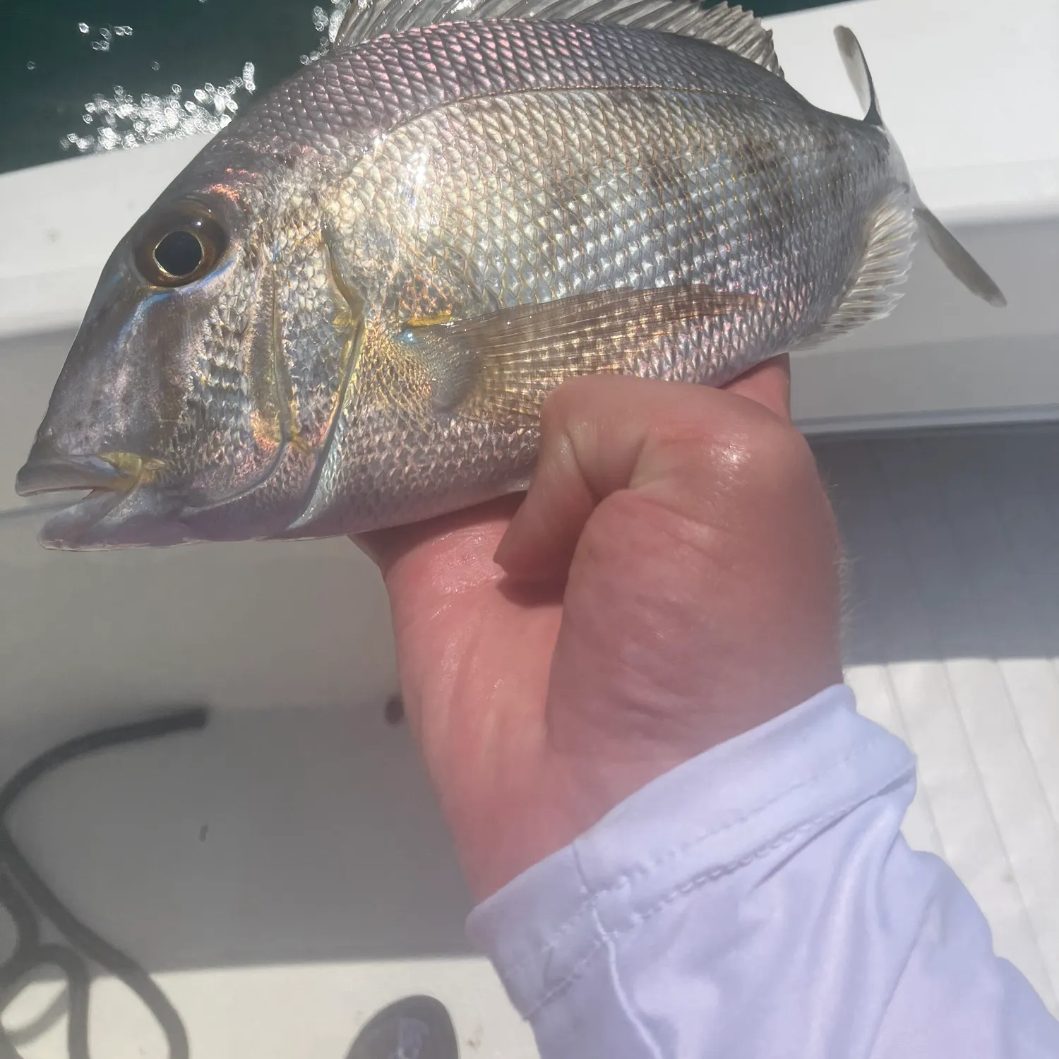 The most recent Jolthead porgy catches on Fishbrain