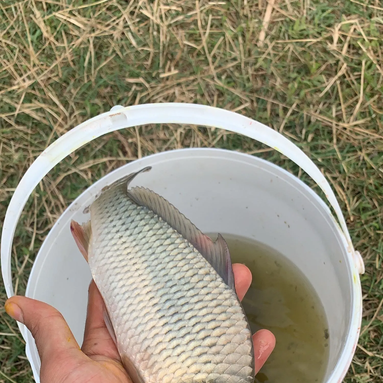angler catch