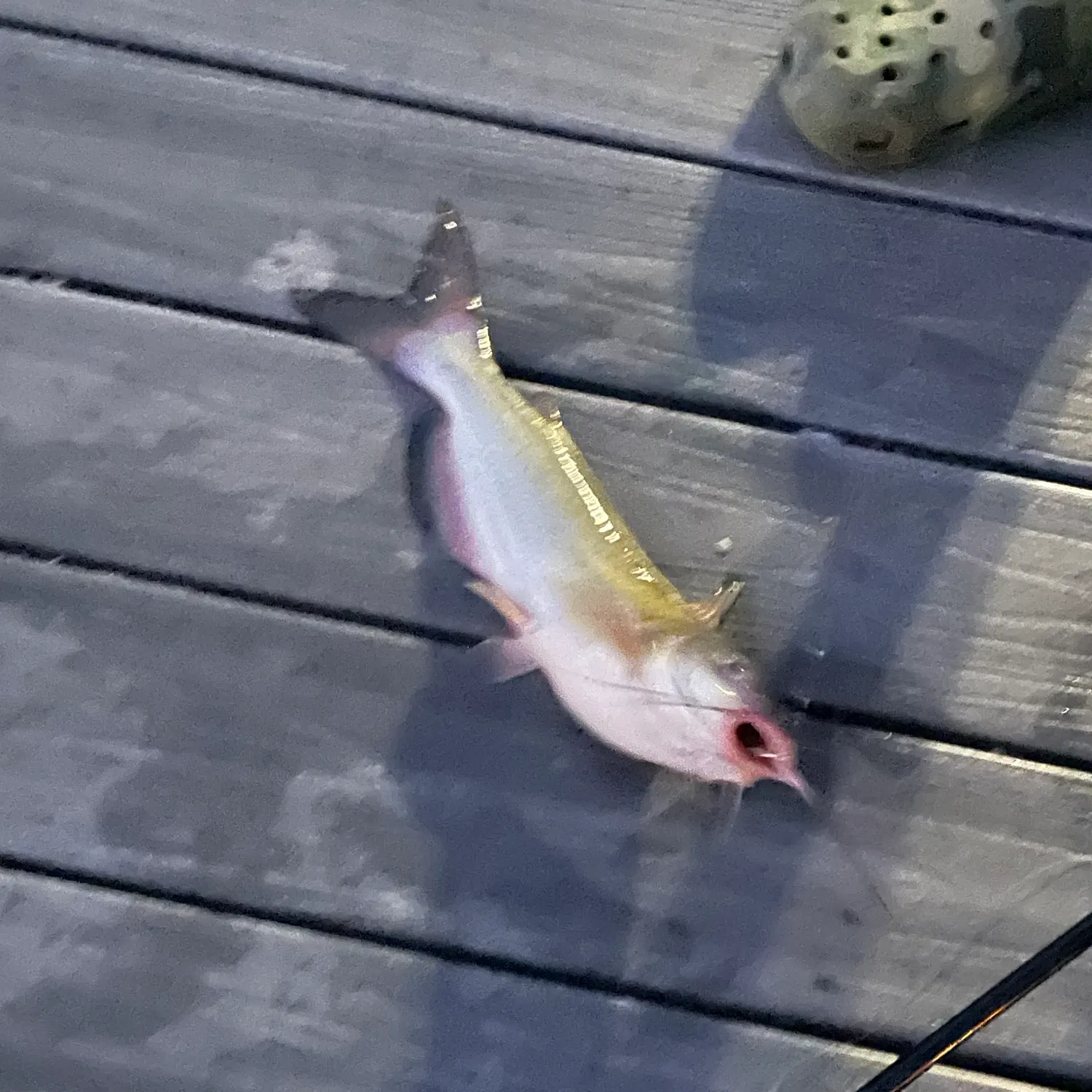 Hardhead sea catfish caught on Fishbrain